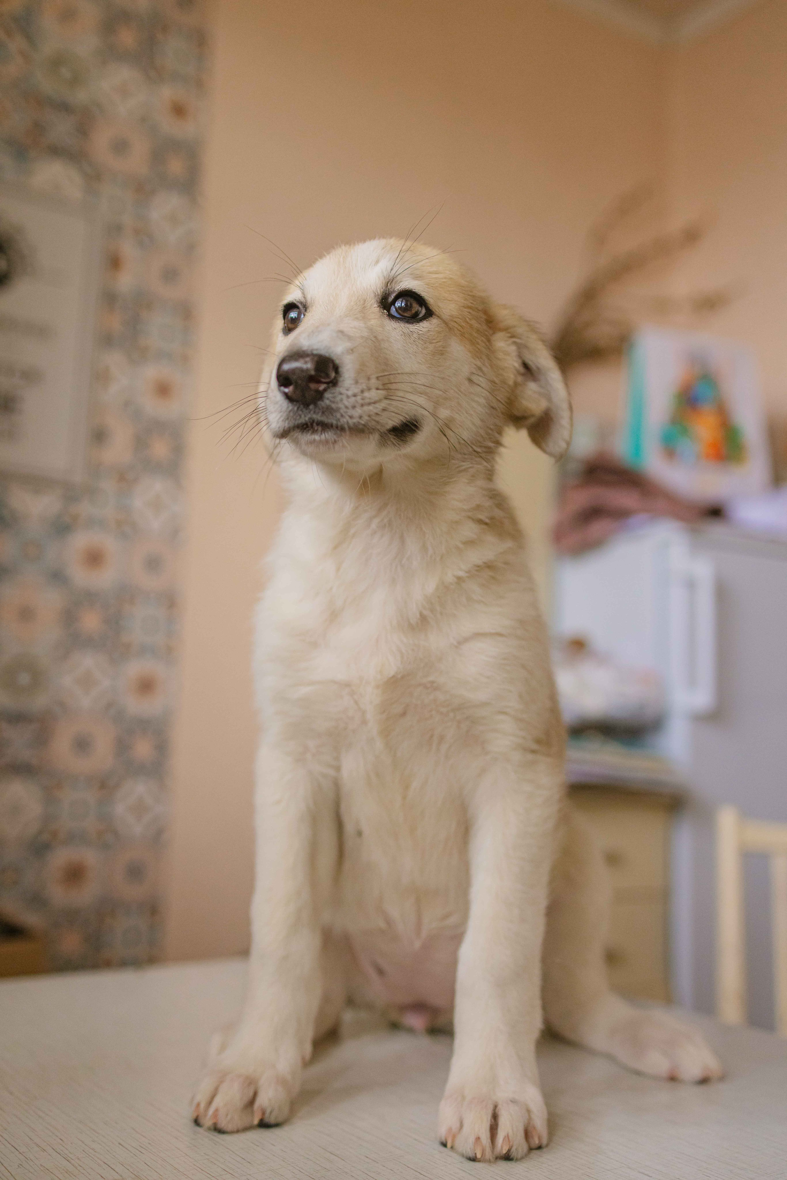 Щеночки на кухне. Фотограф-анималист в Москве Лера Черноног