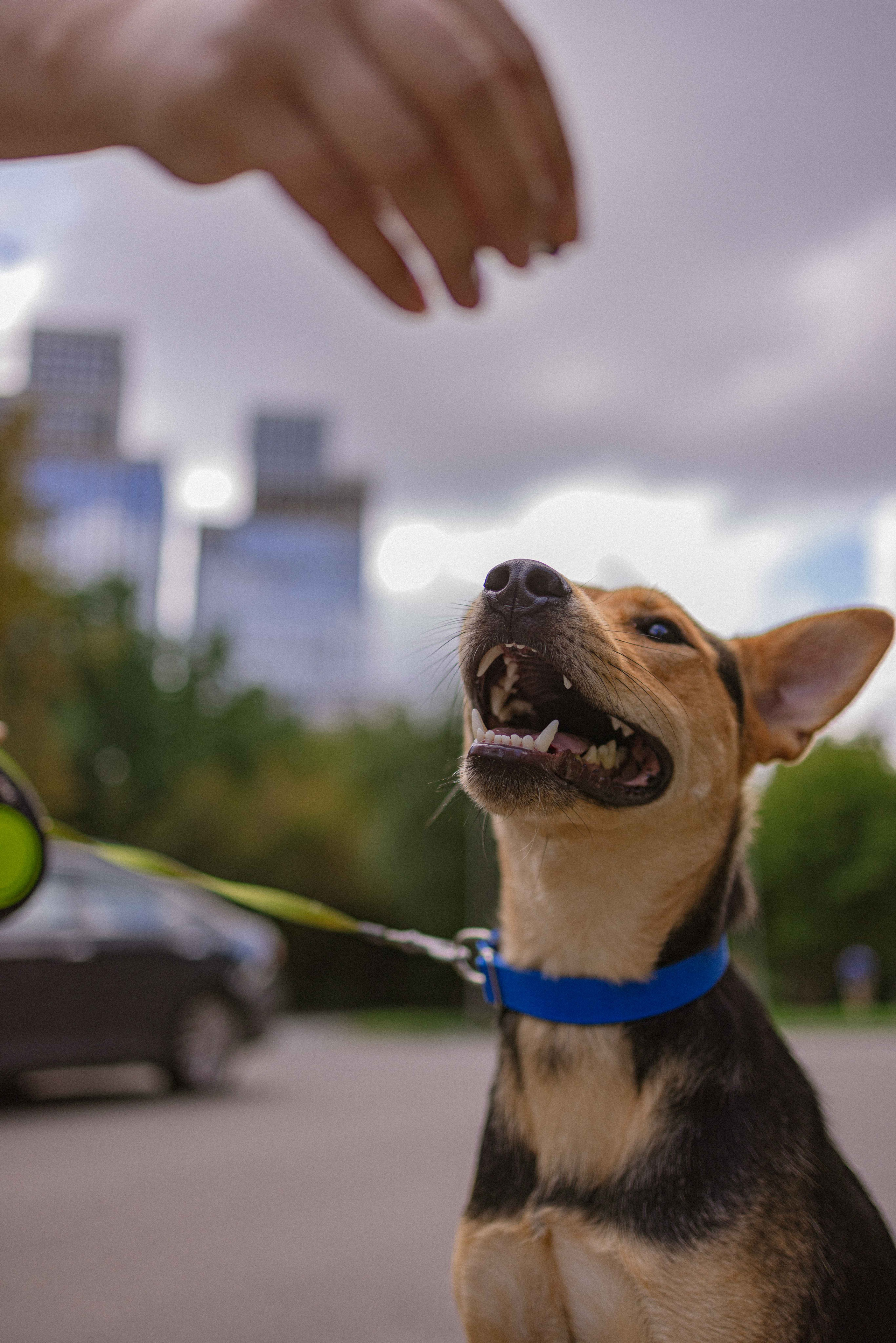 Джеки. Фотограф-анималист в Москве Лера Черноног