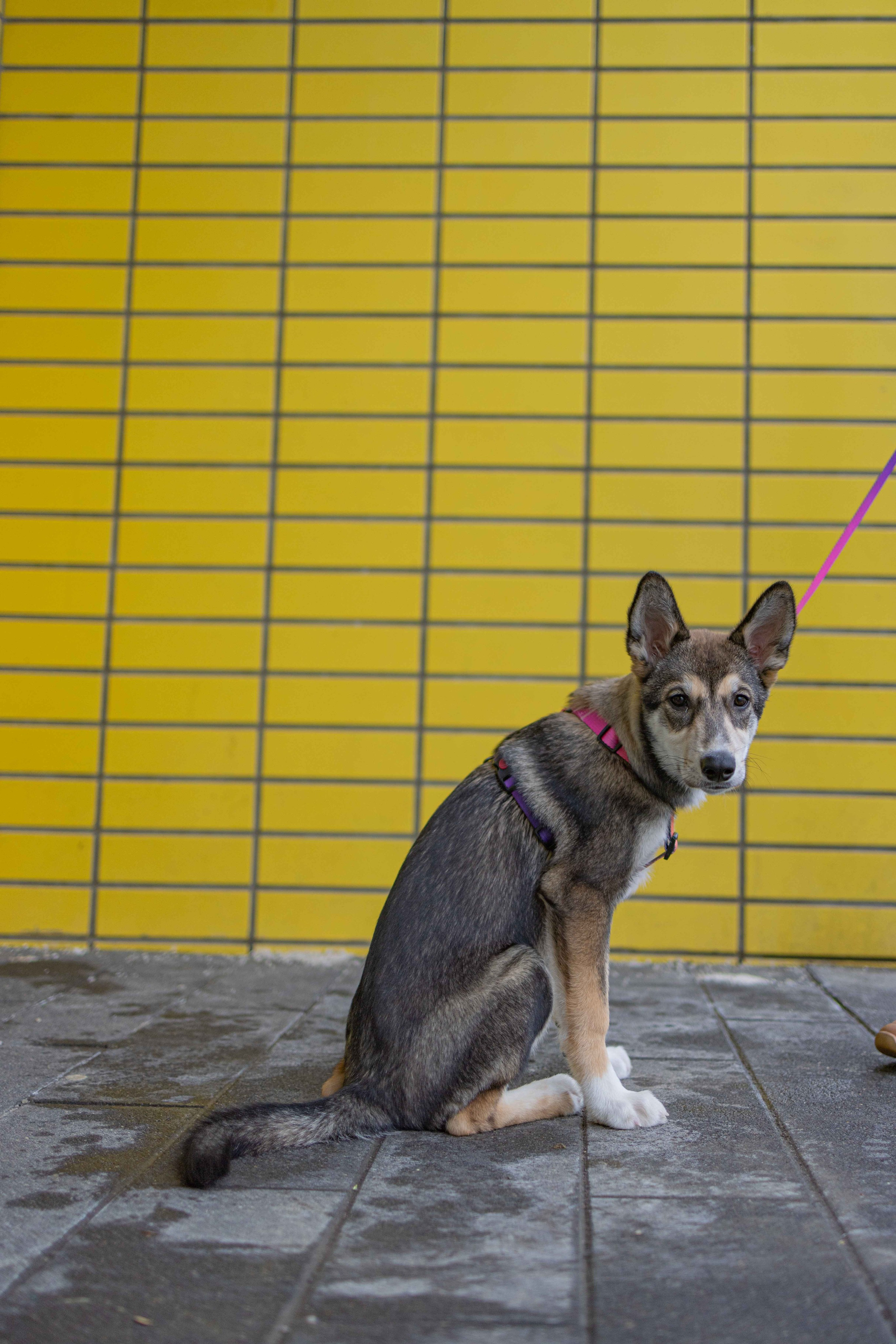 Шами. Фотограф-анималист в Москве Лера Черноног