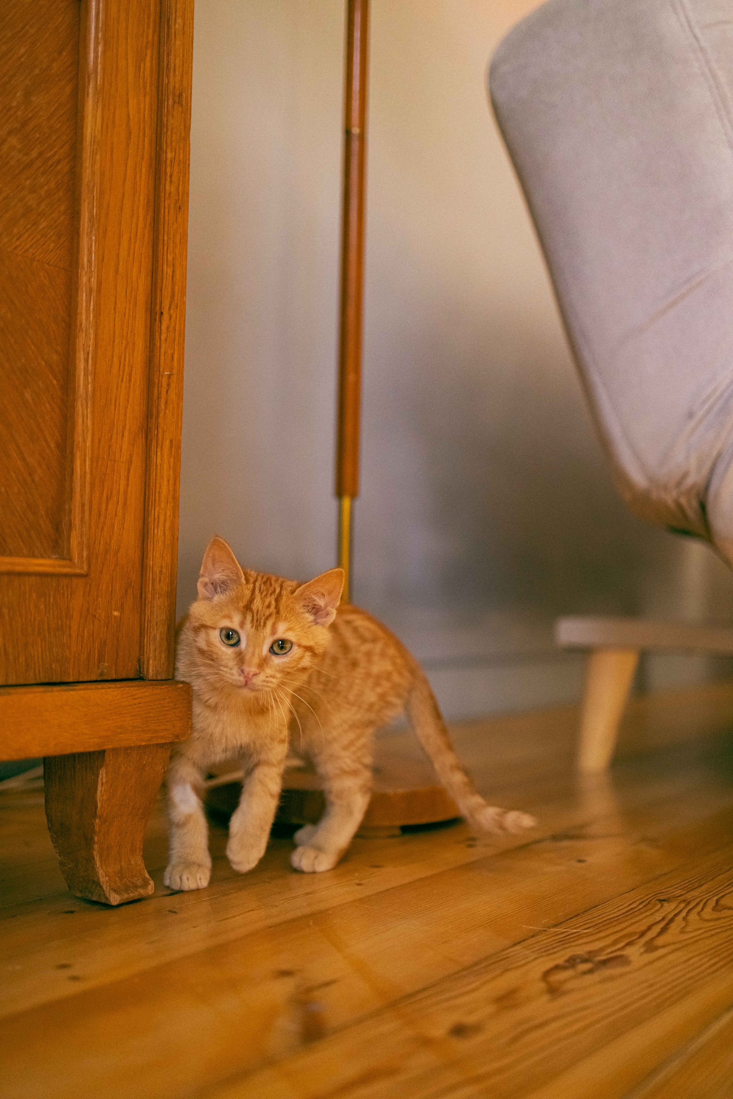 Кускус. Фотограф-анималист в Москве Лера Черноног