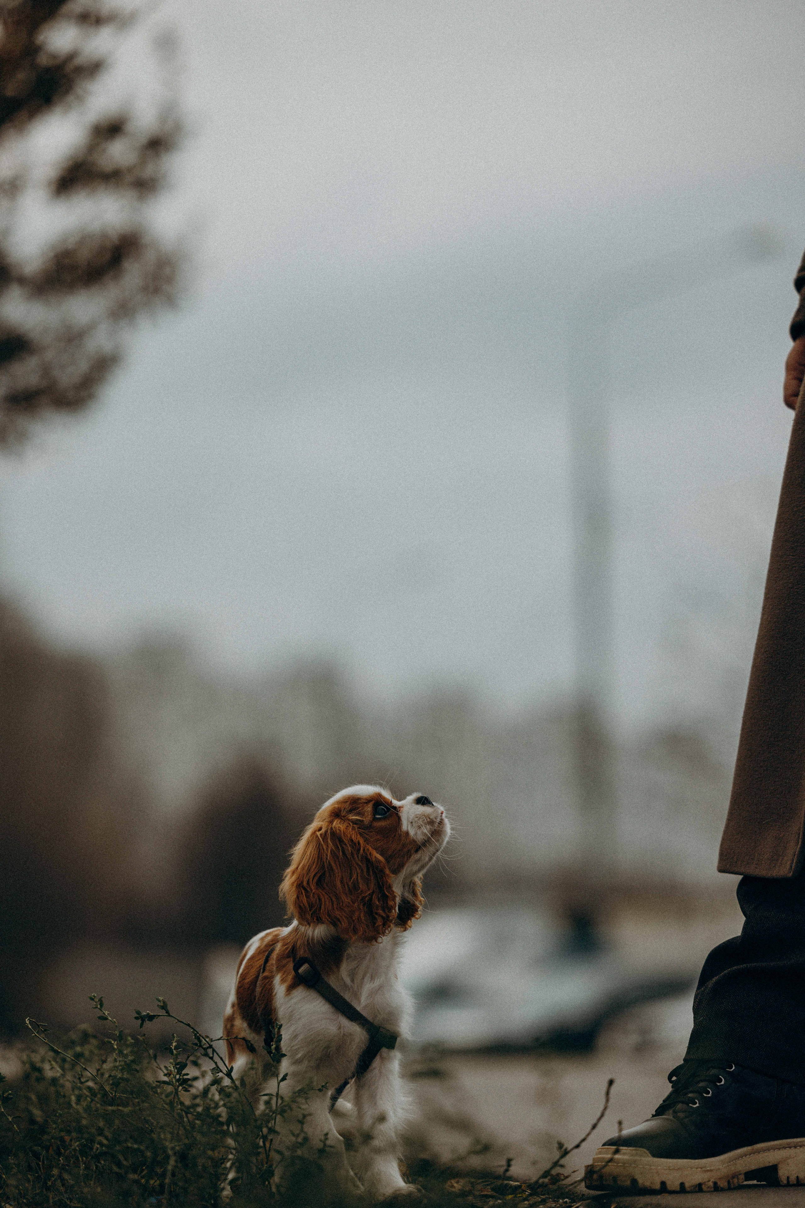 Юля и Кипр. Фотограф-анималист в Москве Лера Черноног