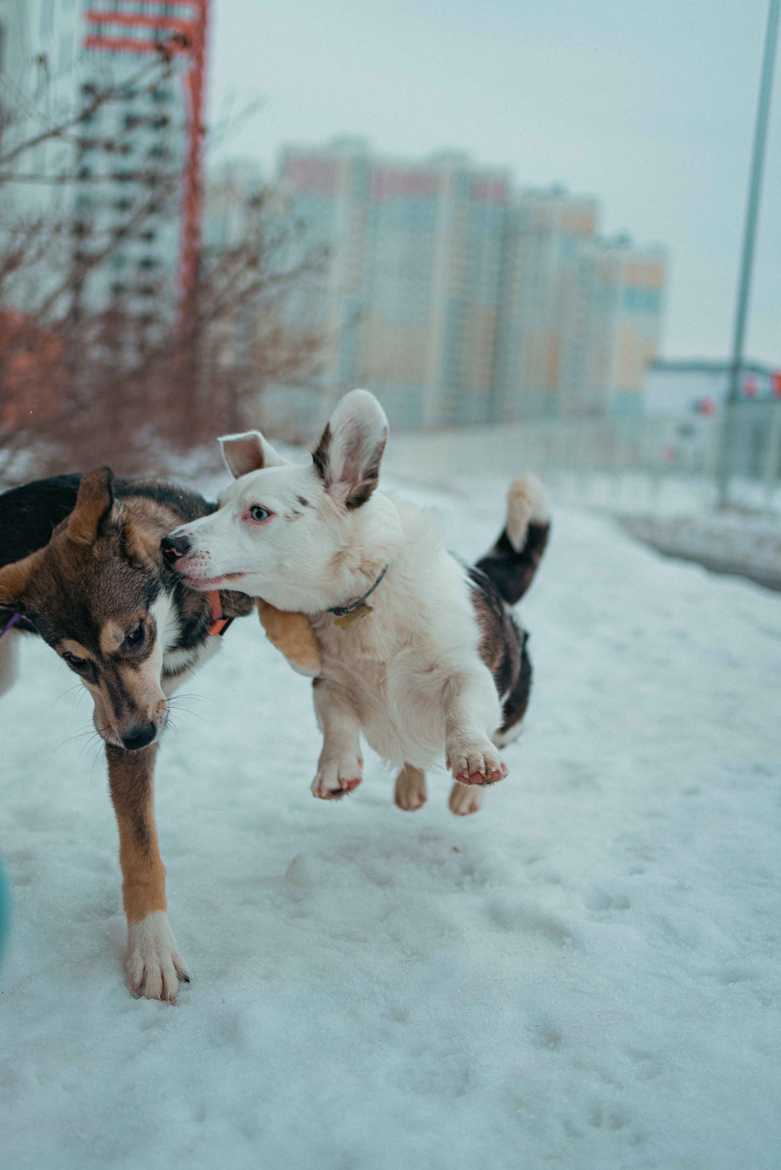 Шами. Фотограф-анималист в Москве Лера Черноног