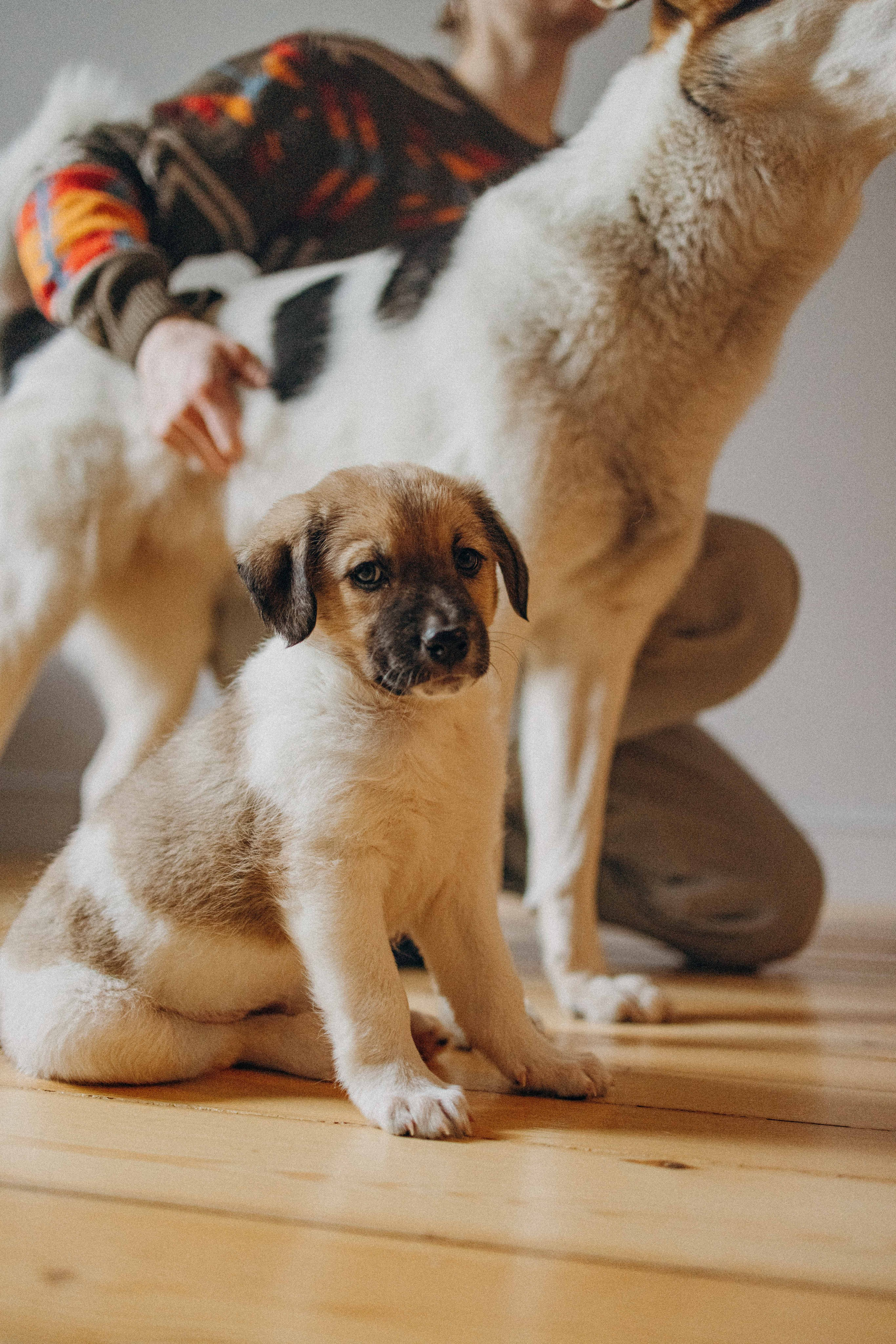 Щеночки. Фотограф-анималист в Москве Лера Черноног