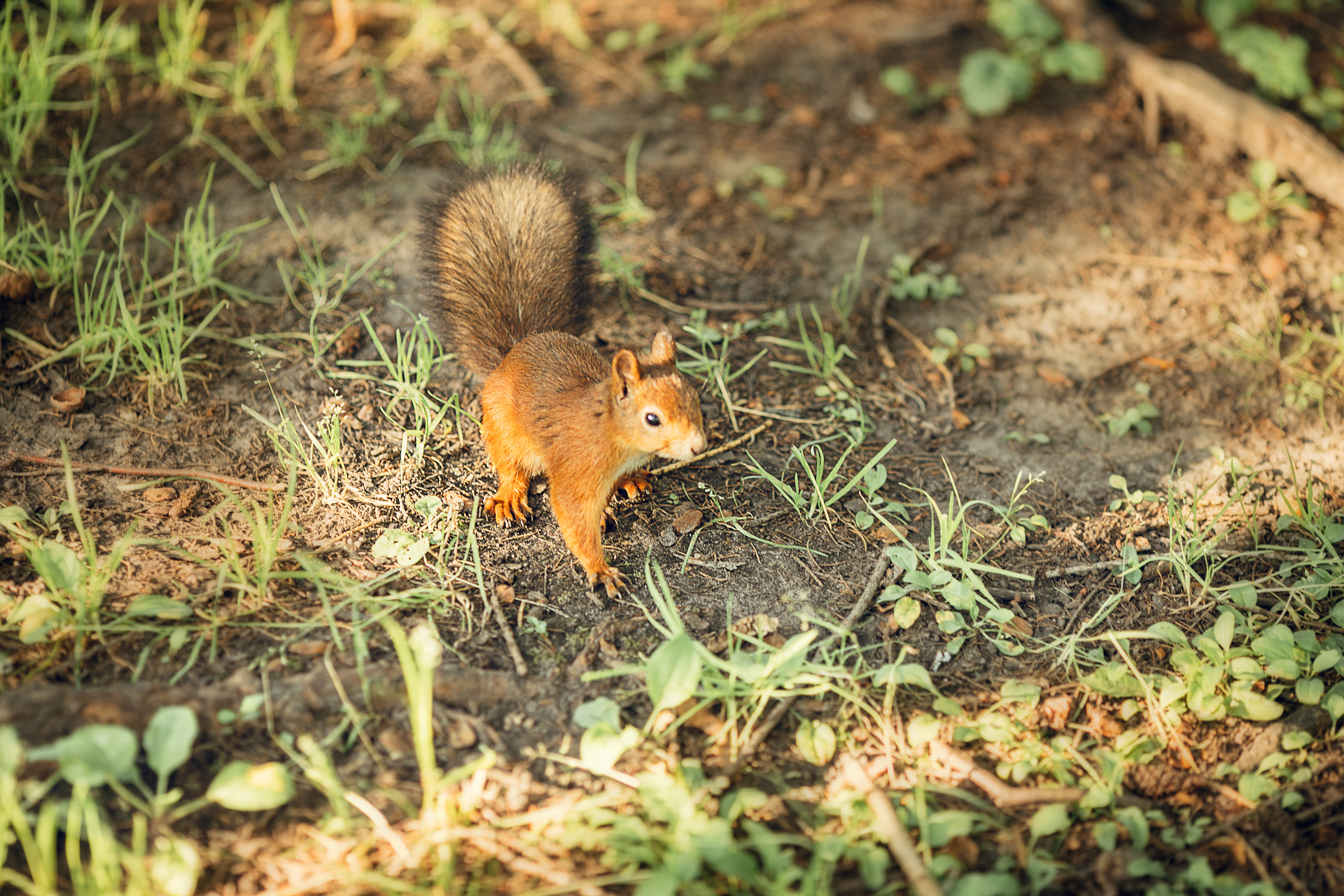Семейная прогулка на Елагином острове. Детский и семейный фотограф Муксимова Ирина