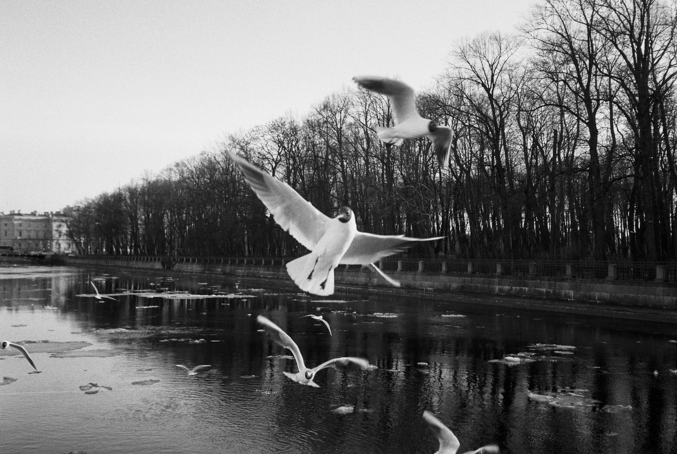 Фотографии черно-белые. Свадебный и семейный пленочный фотограф в Петербурге Истомина Ирина