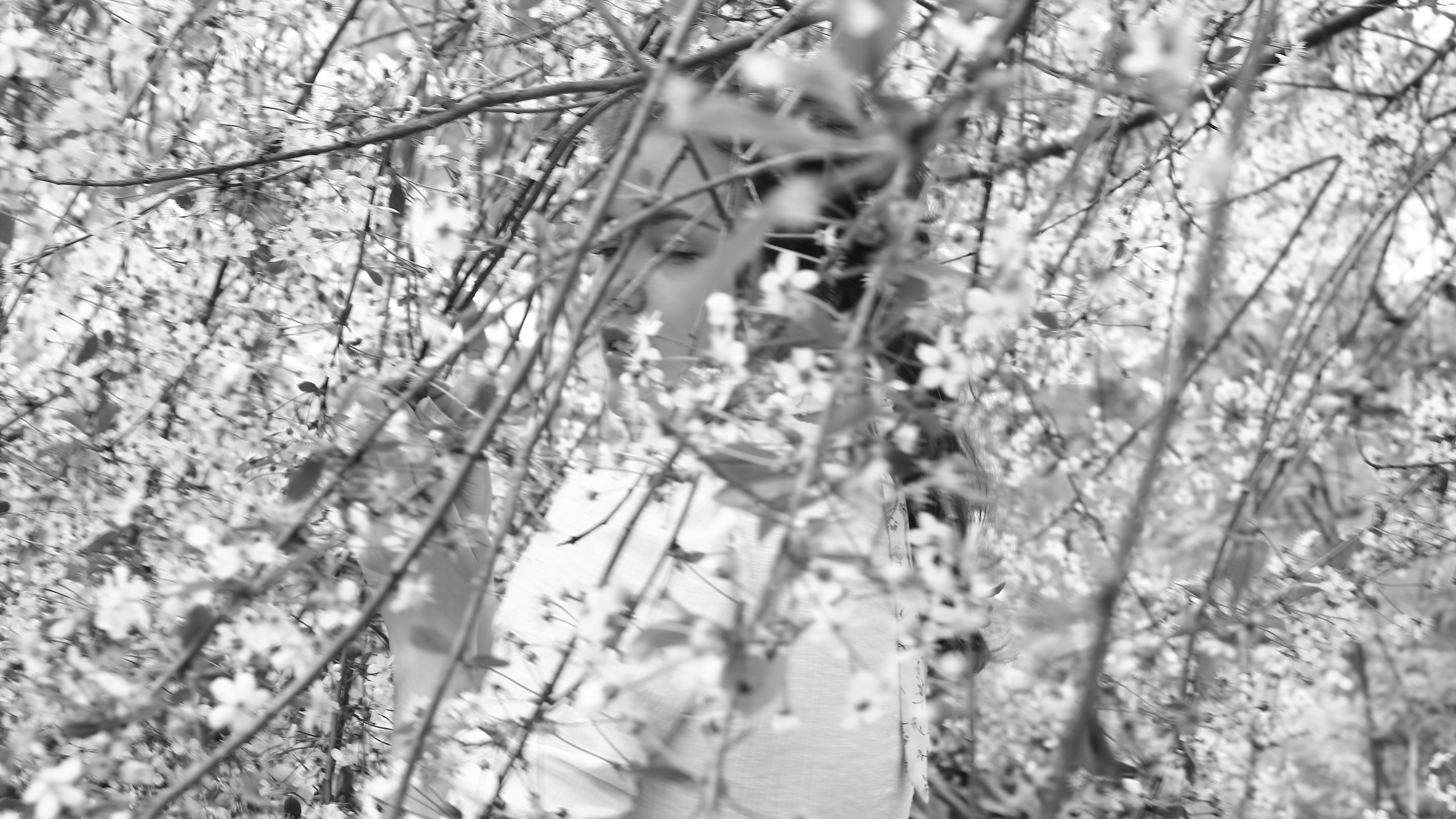 Девушка в цветах вишни. Свадебный и репортажный фотограф в Ярославле и Санкт-Петербурге Роман Микрюков