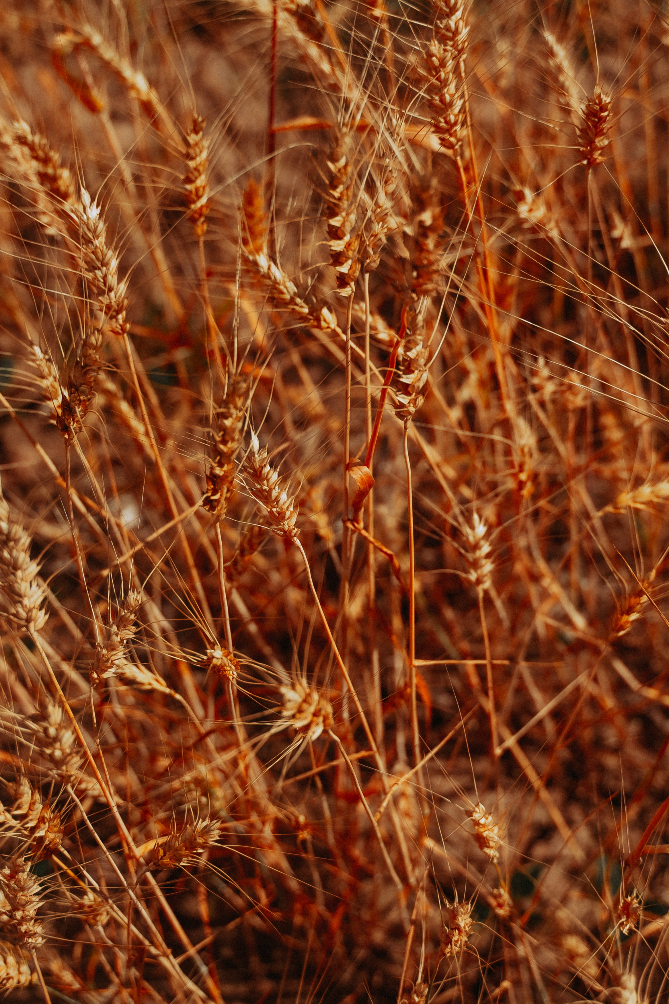 Юля и Лера в поле. Ищем потаённое. Портретный и предметный фотограф в Санкт-Петербурге