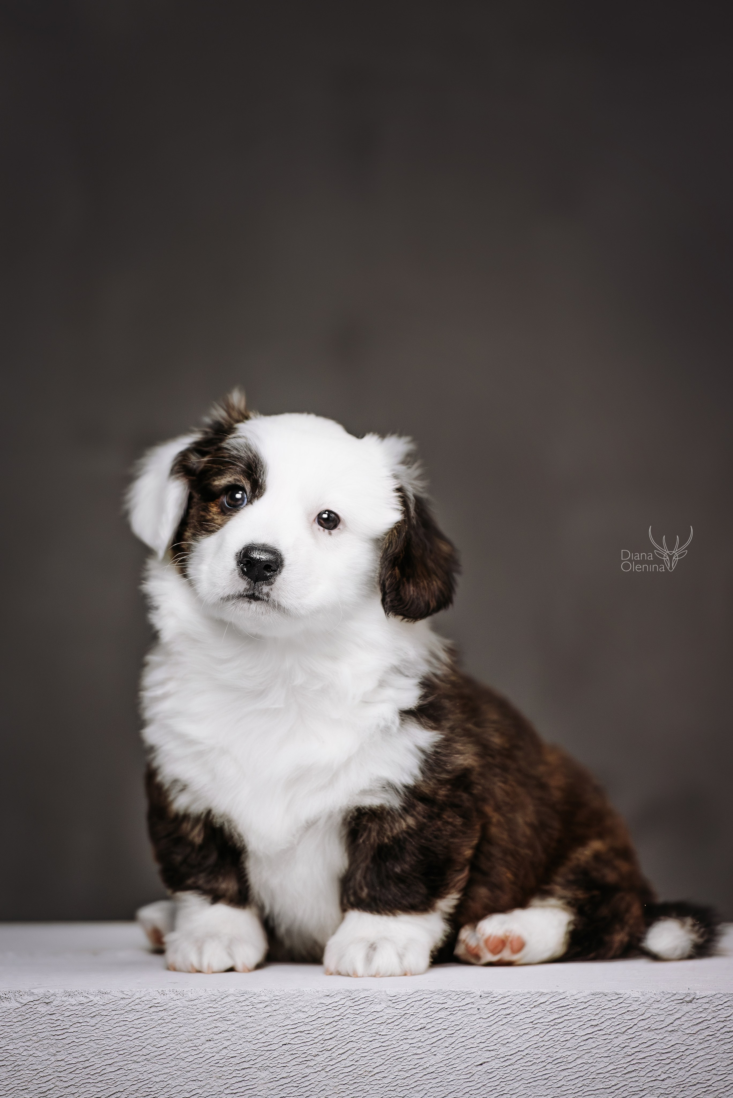 Помет Вельш Корги Кардиган. Фотограф Диана Оленина Красноярск / Братск