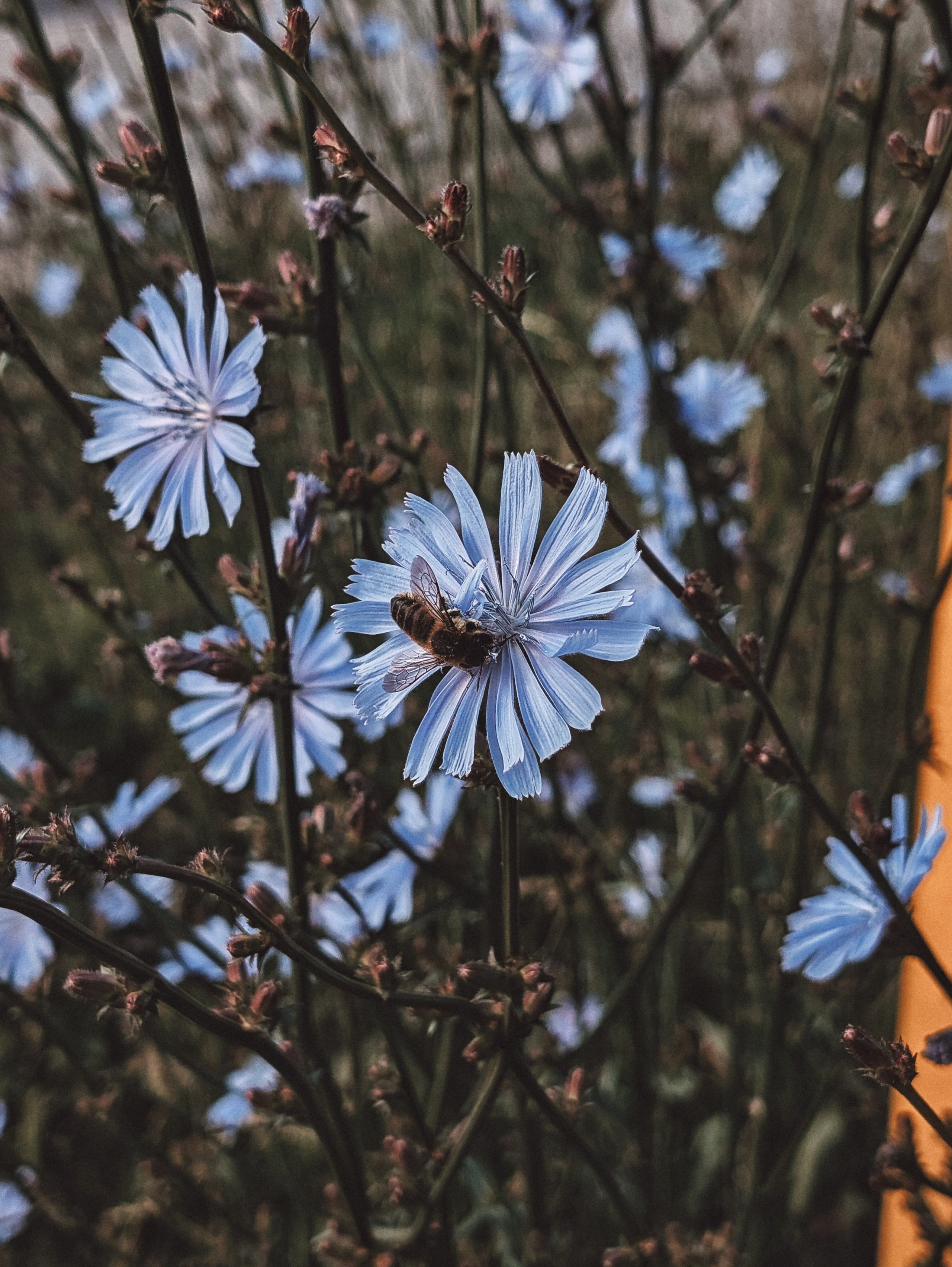 Вдохновение. Ph___tina