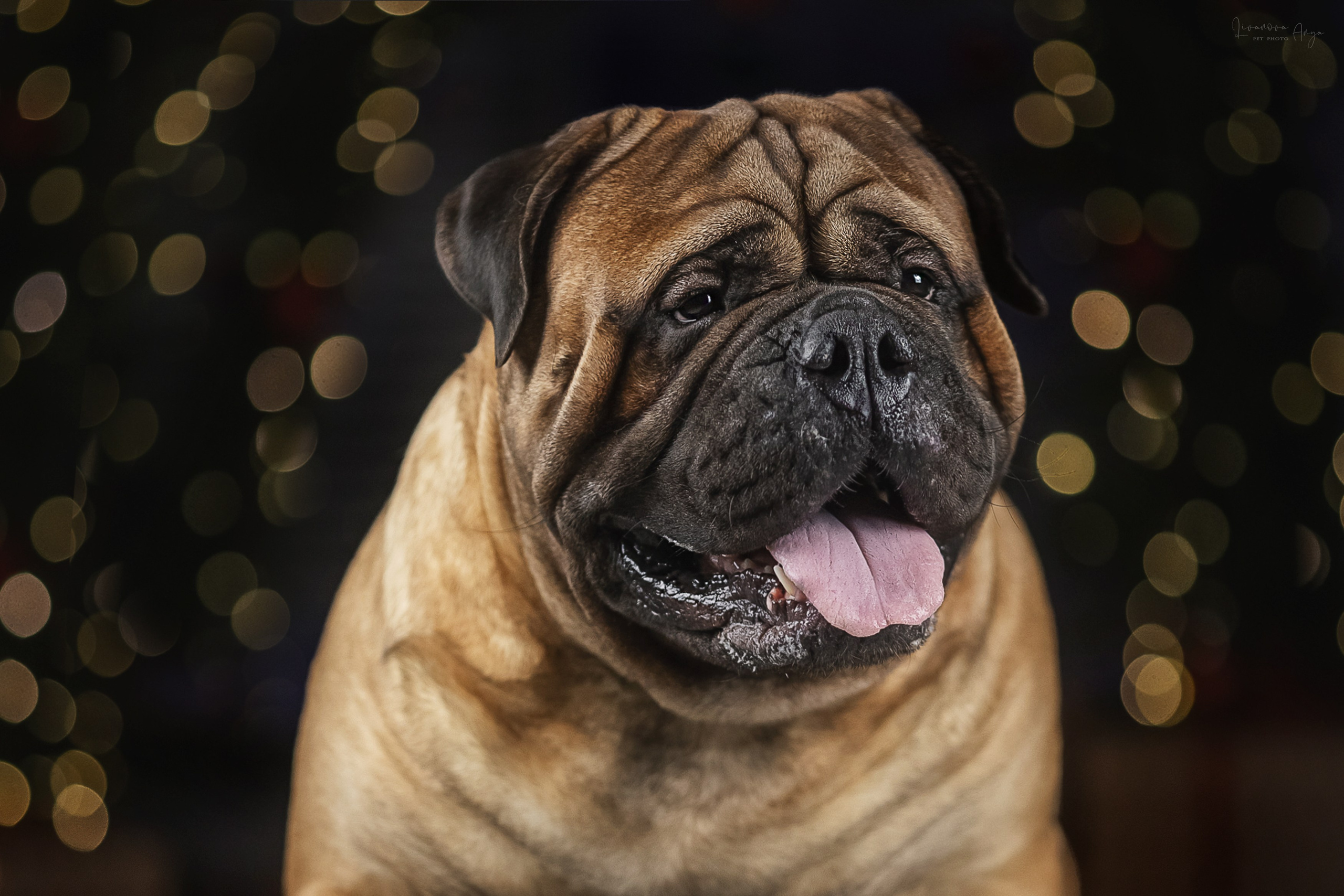 Фотодень_2 2025. Фотограф анималист Аня Ливанова | Рыбинск