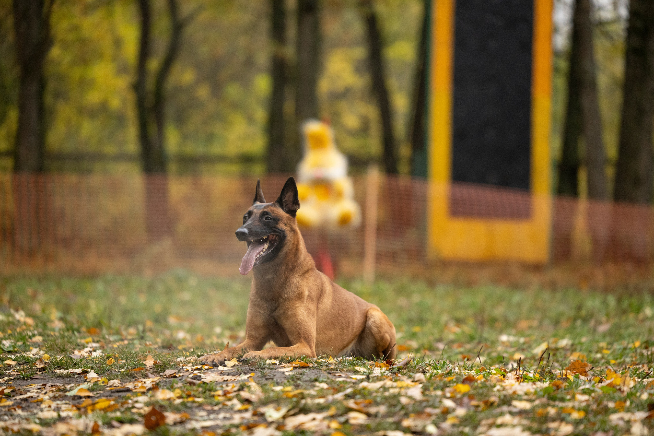Соревнования по Мондьорингу г. Вологда. Фотограф-анималист Анна Маринич