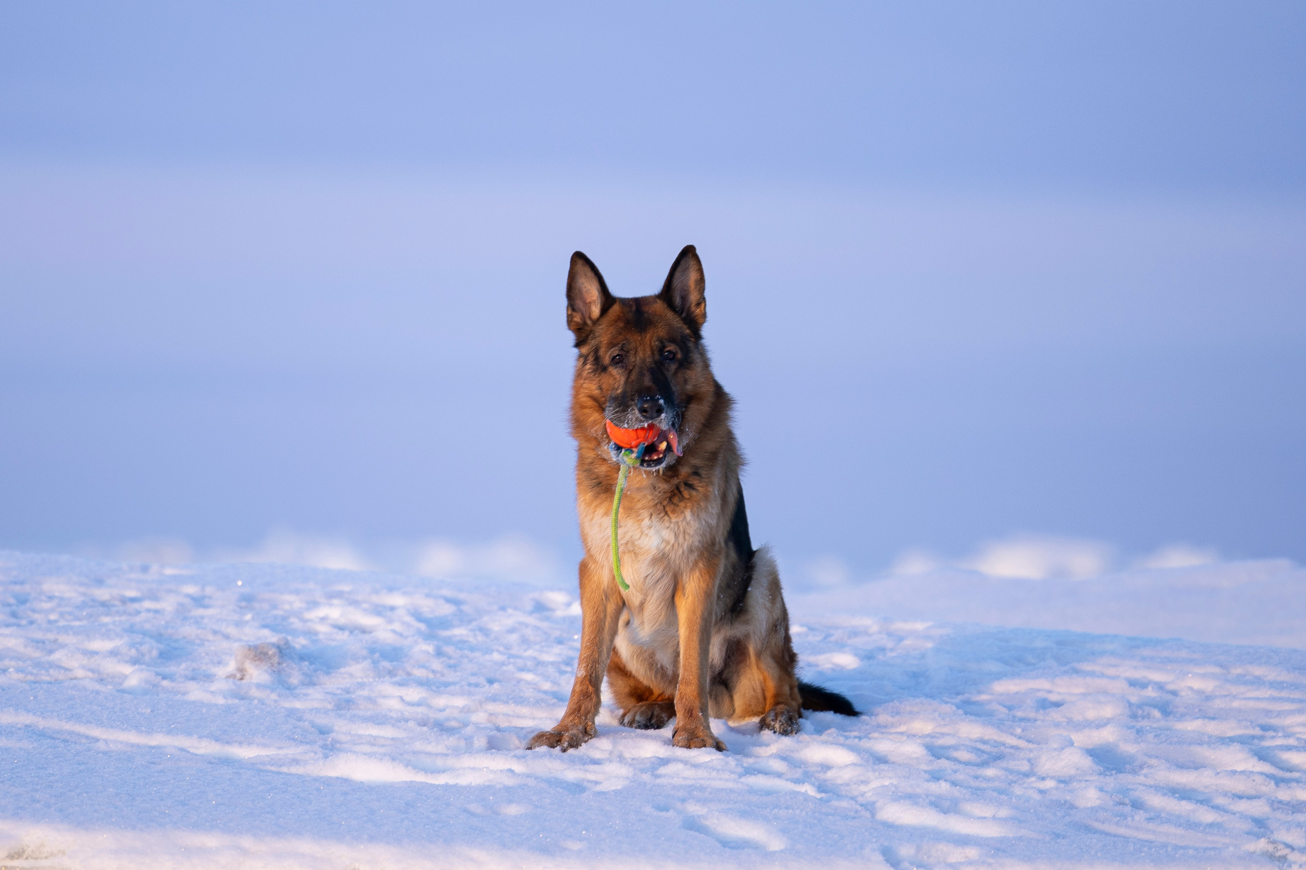Рейн. Фотограф-анималист Анна Маринич