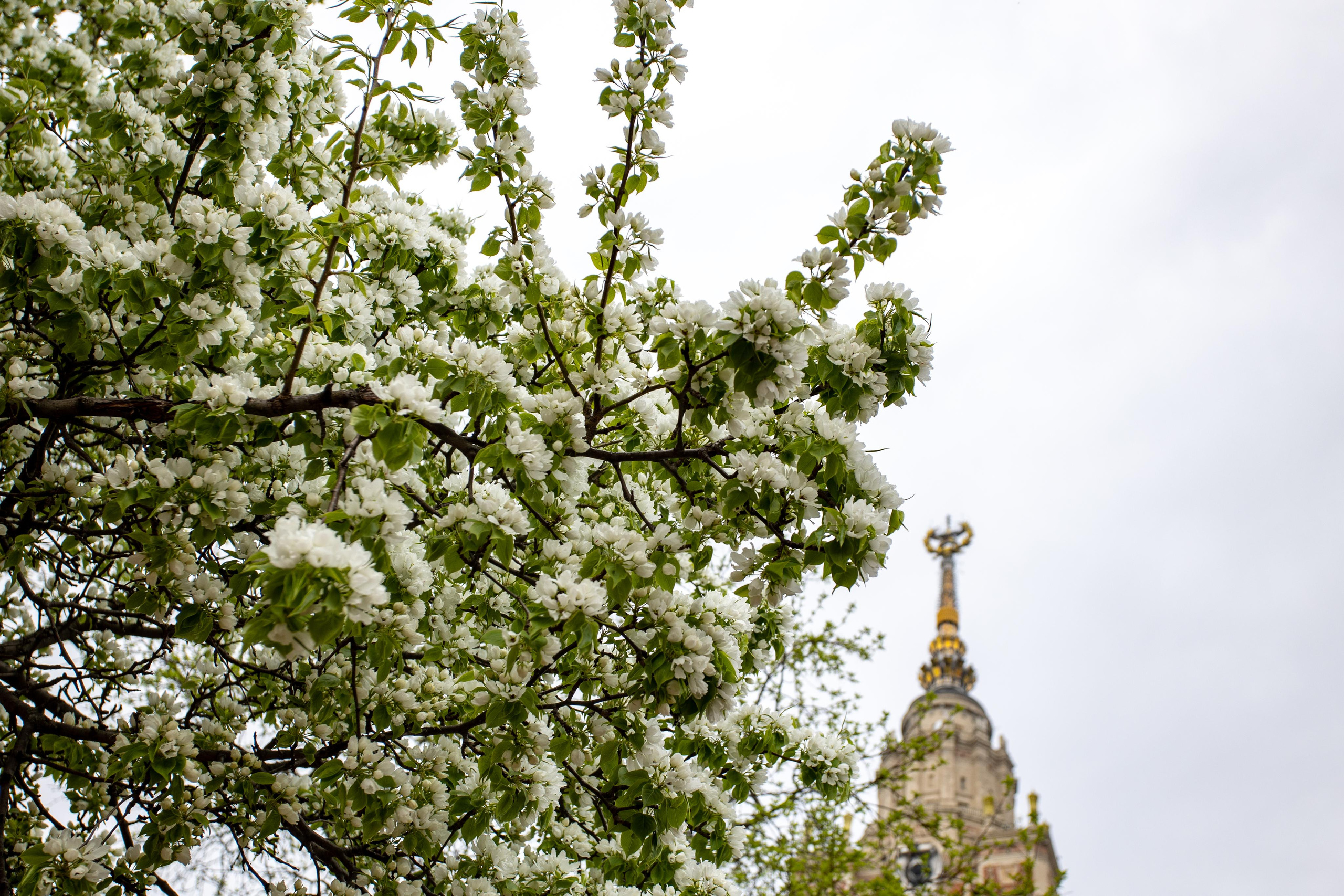 Москва. Photographer Sonkina Tatiana (Tanya Ash)