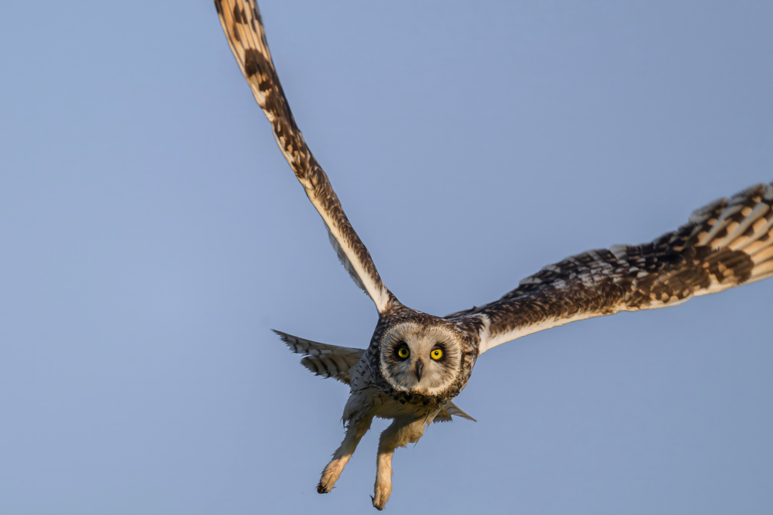 Совы и веретенники. Фотограф Сергей Пупонин