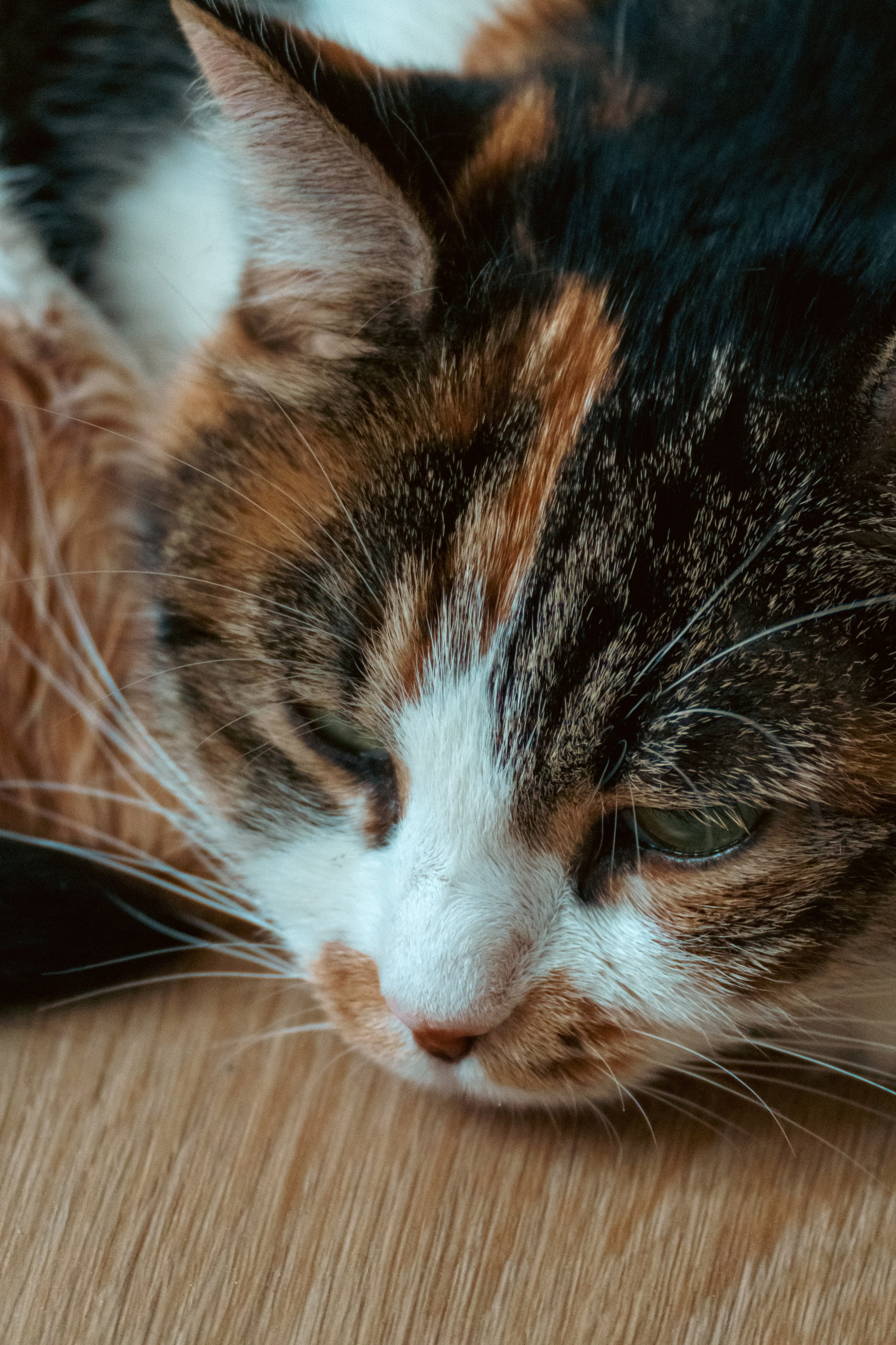 Животные. Фотограф в Санкт-Петербурге Ибрагимова Алина