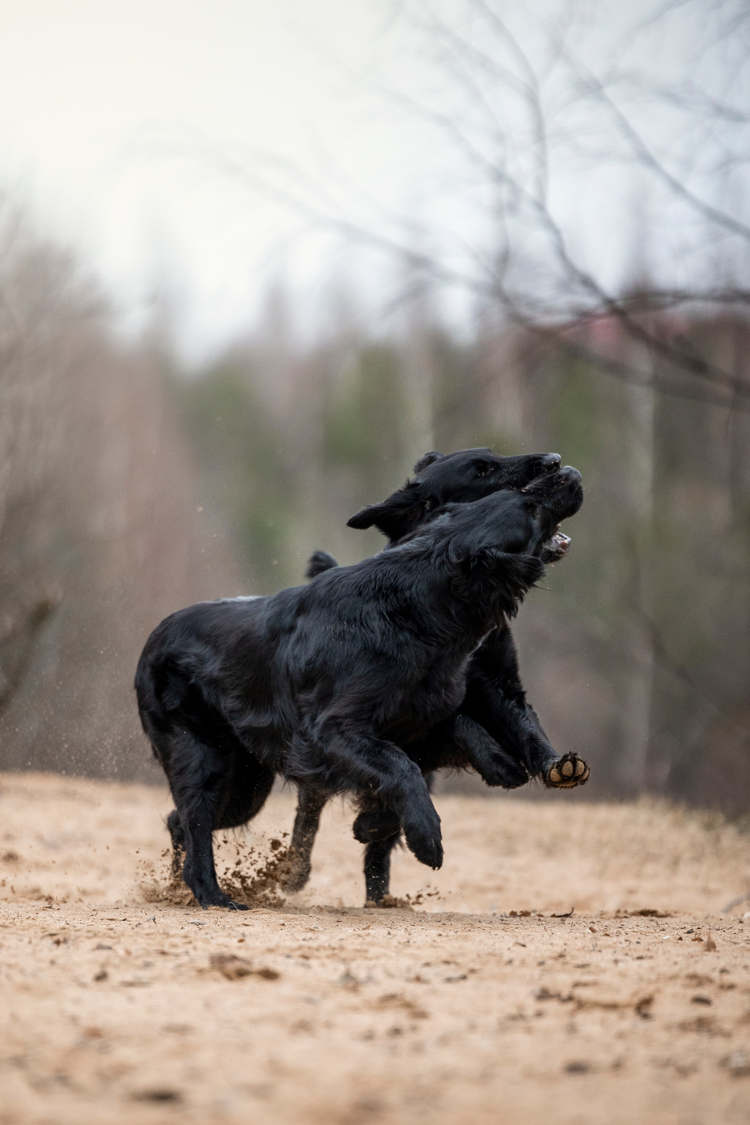 Ора, Ева, Рози и их семья. Фотограф — Анималист | Санкт-Петербург