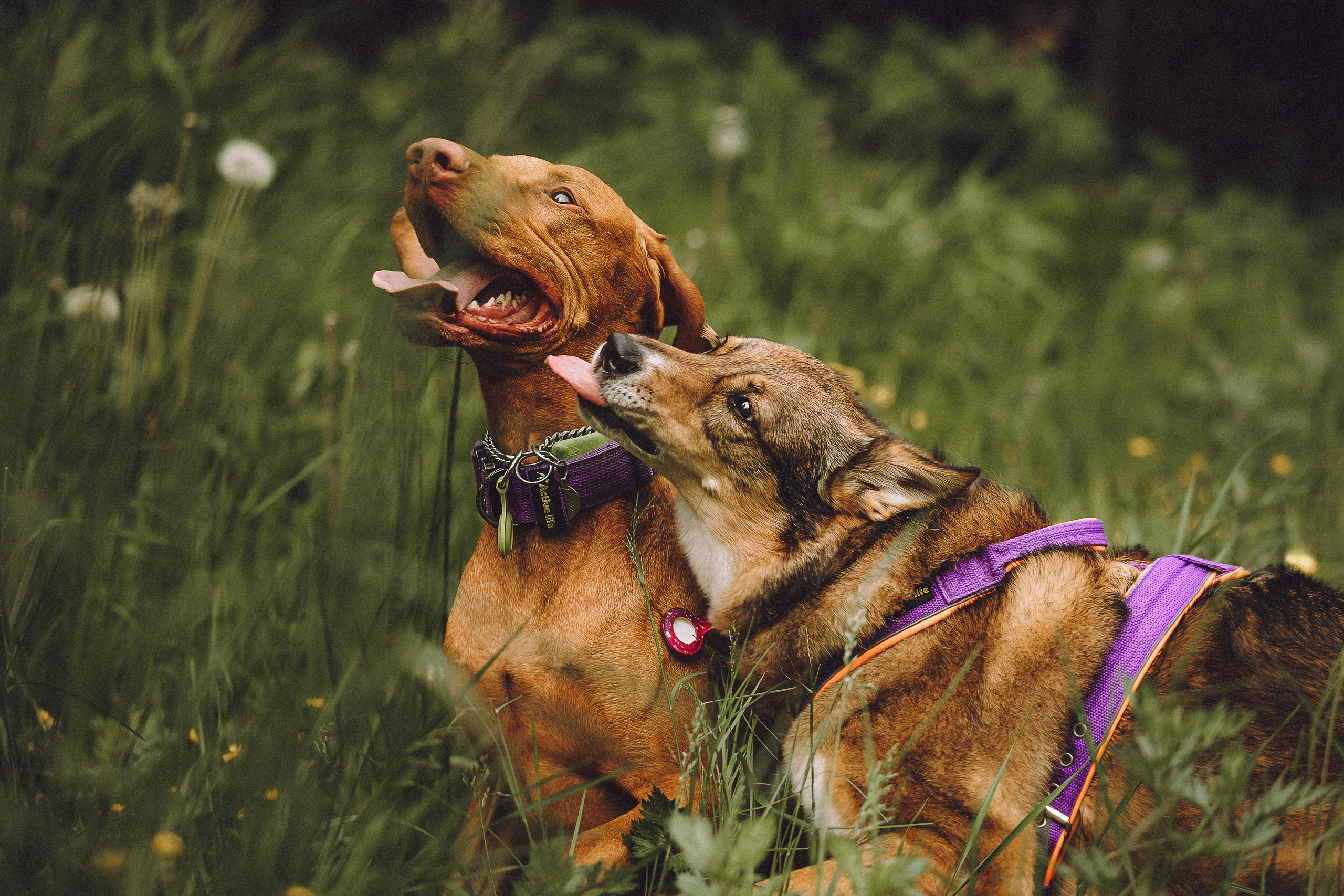 Груша, Данни, Фунтик и их семья