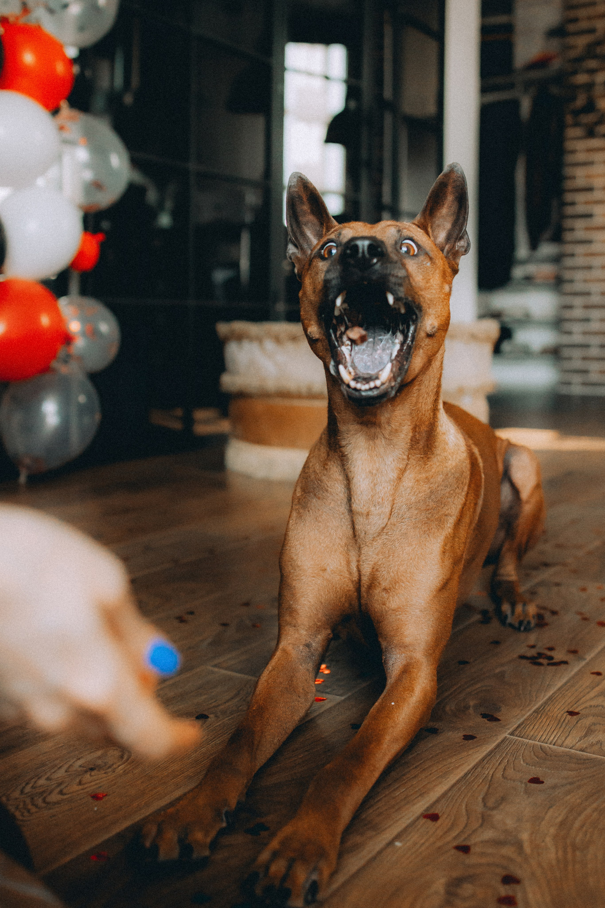 Оксана и Зевс