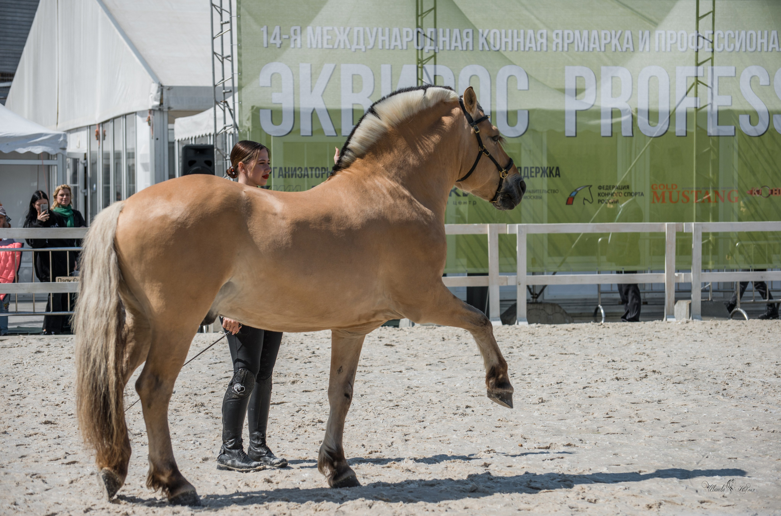 Эквирос, Москва. Конный фотограф в Саратове Юлия Иванова
