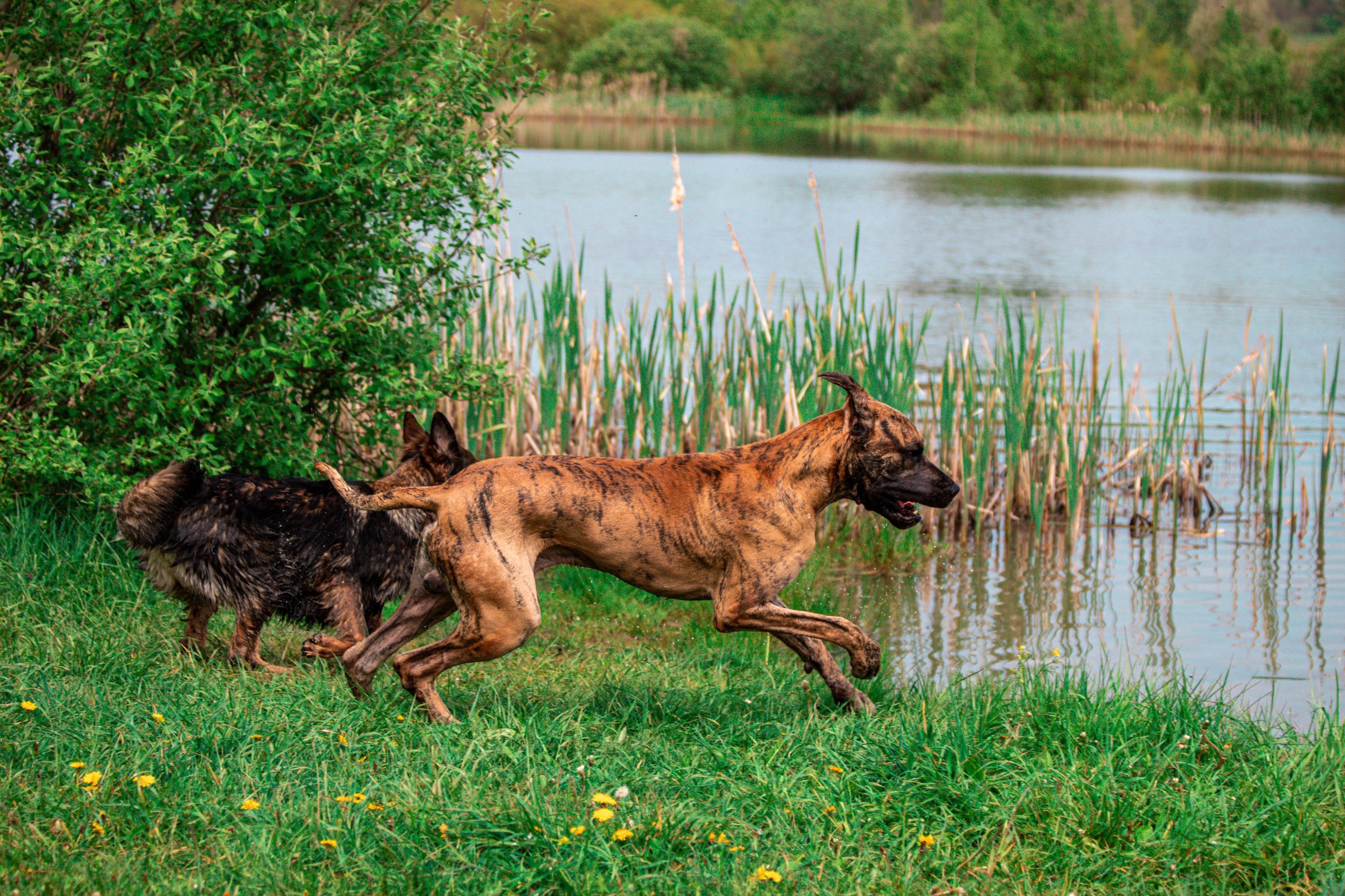 Фотосессии с животными Тула. Фотограф анималист — Тула, Москва