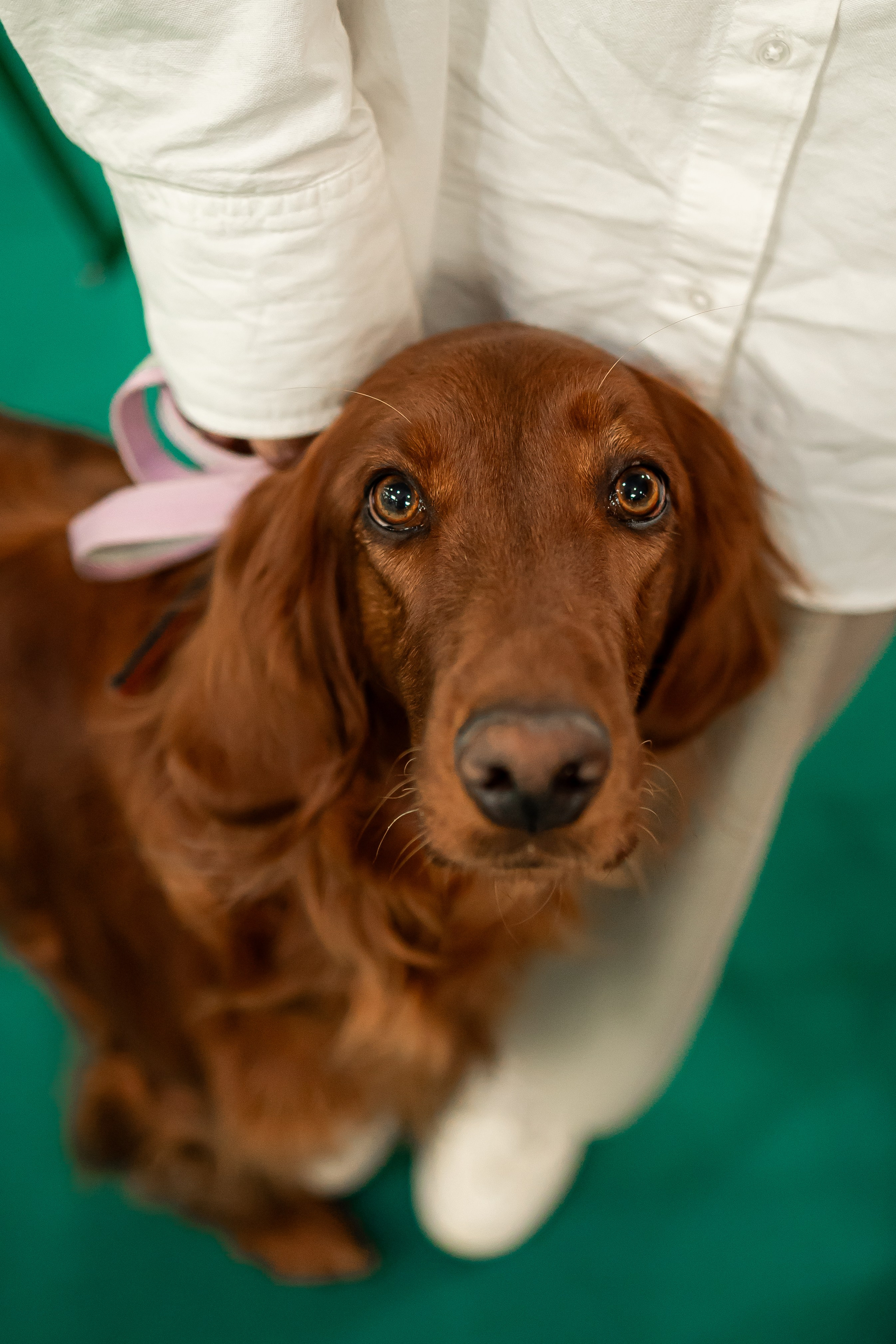 Выставка сеттеров 19.05.24