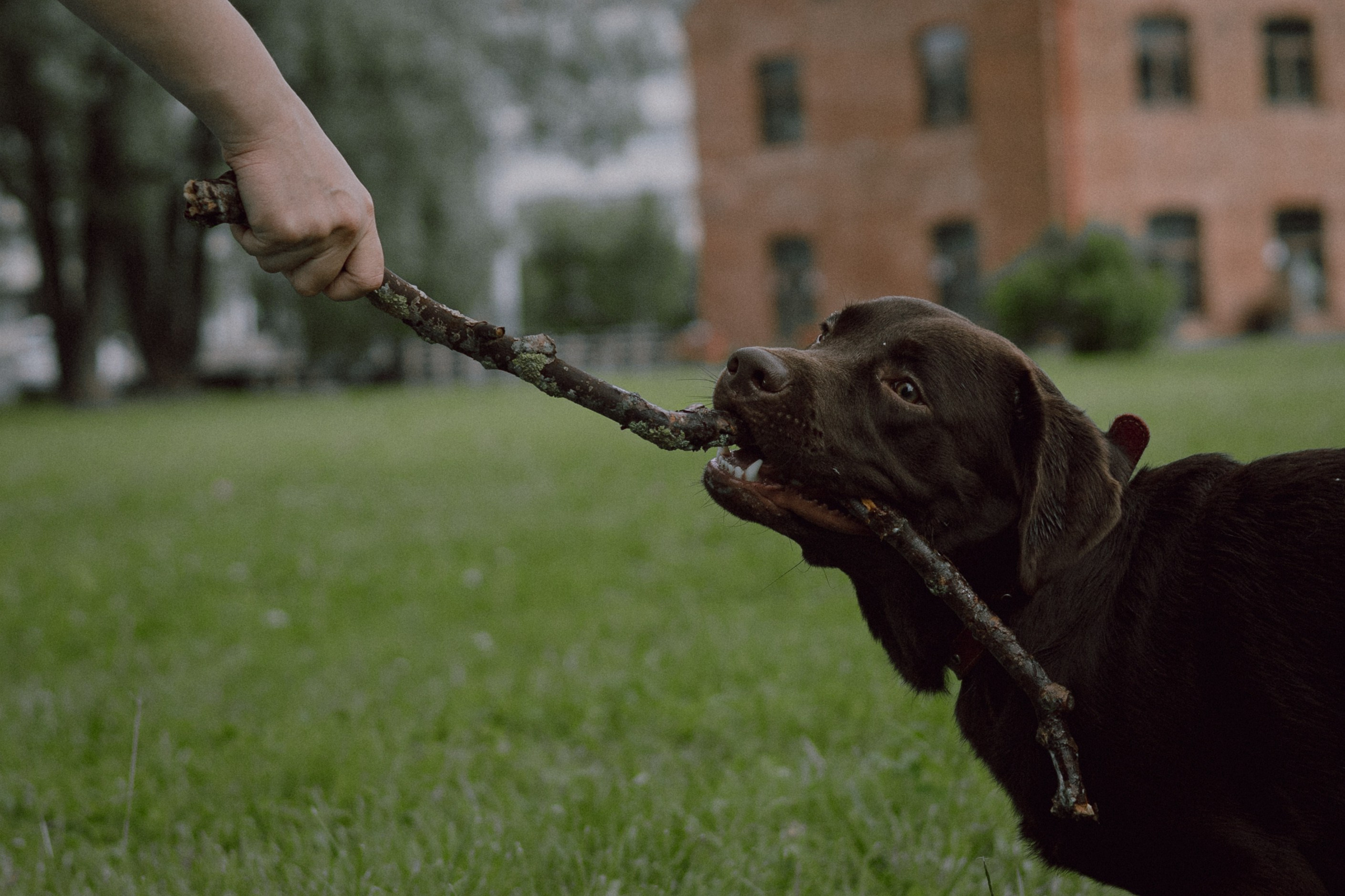 Оля и шоколадный Тимофей. Фотограф — анималист •love-story•|Санкт-Петербург