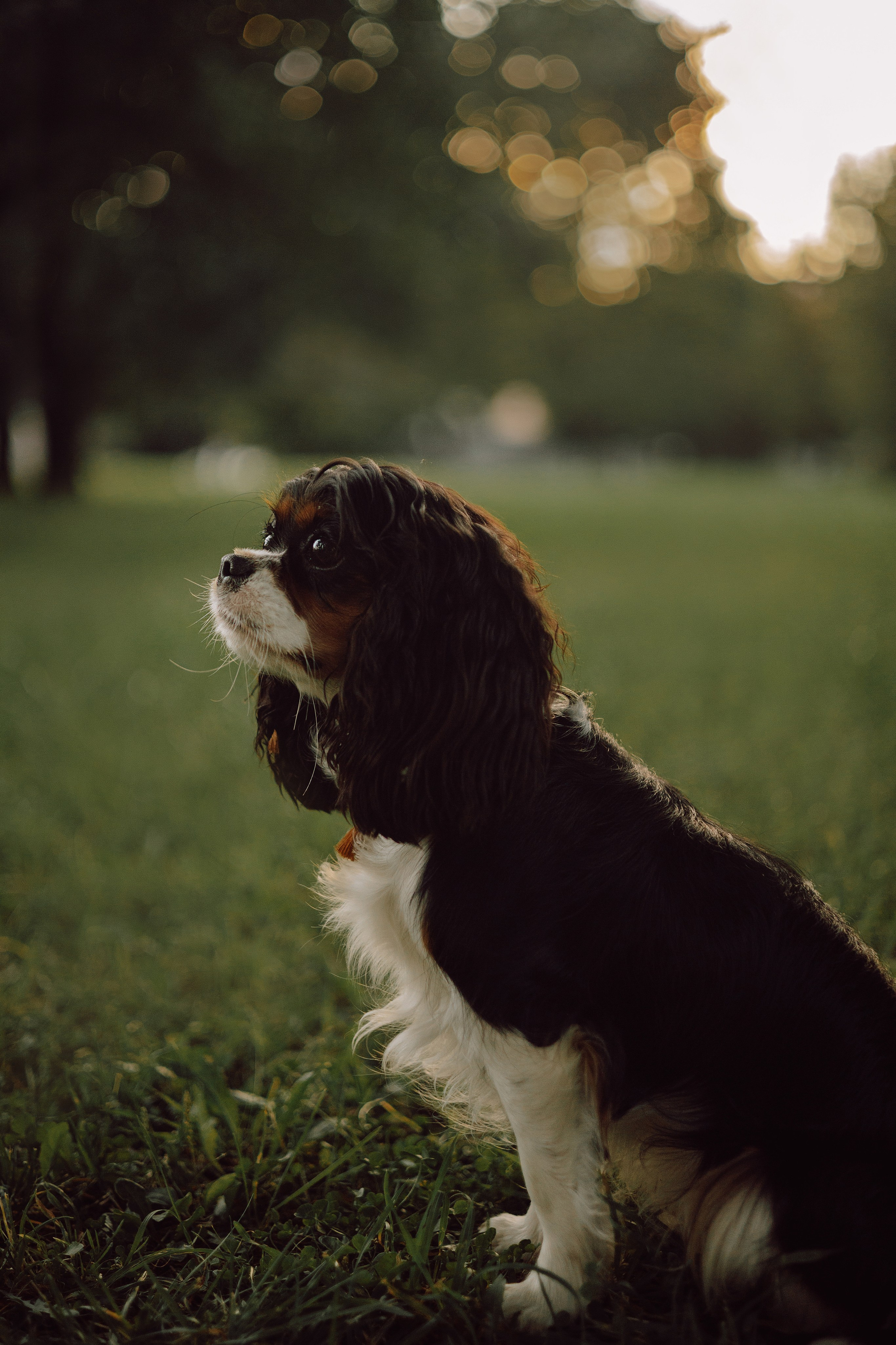 Один день из жизни Стеши и её родных. Фотограф — анималист •love-story•|Санкт-Петербург