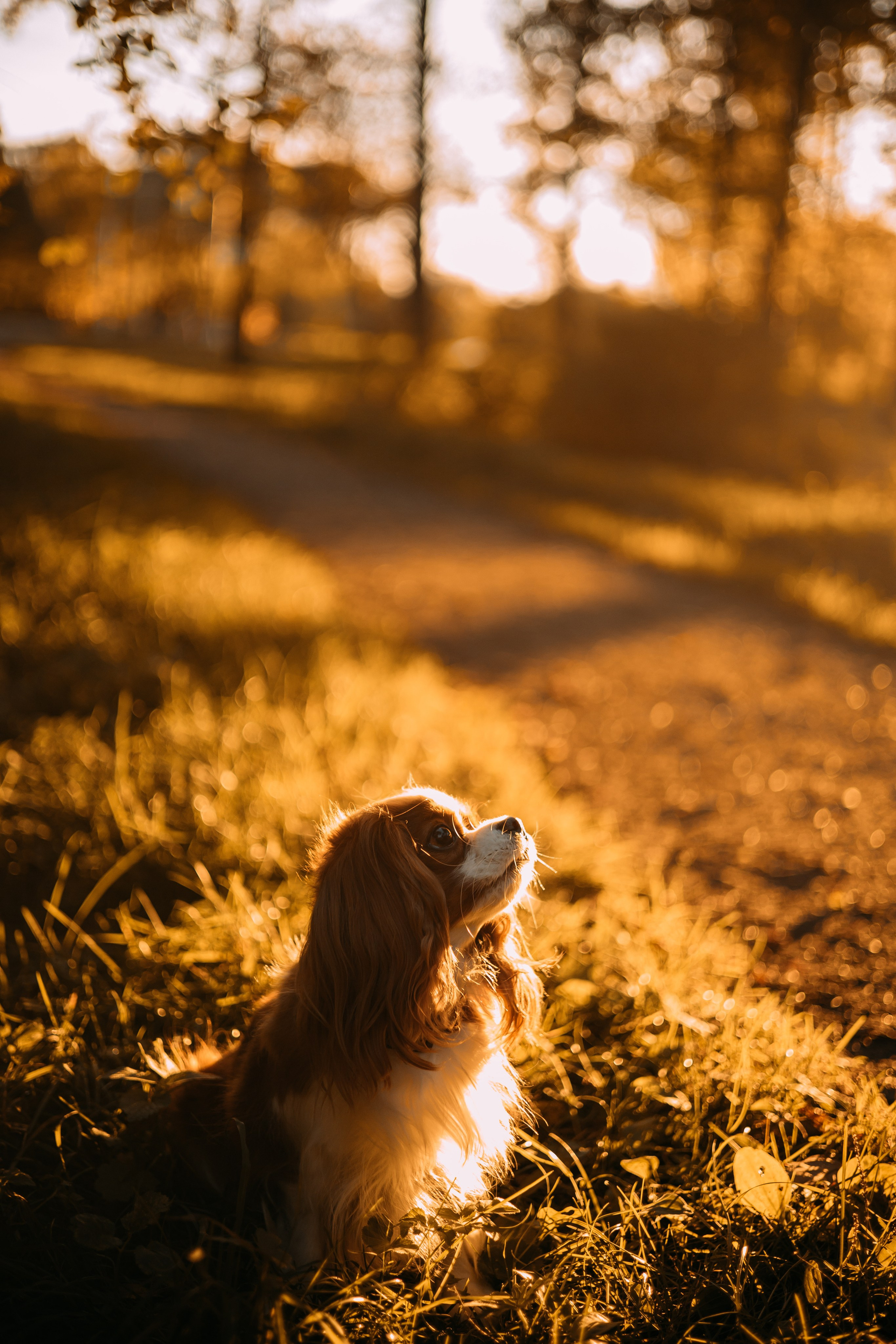 Снежанна и Тесси. Фотограф — анималист •love-story•|Санкт-Петербург