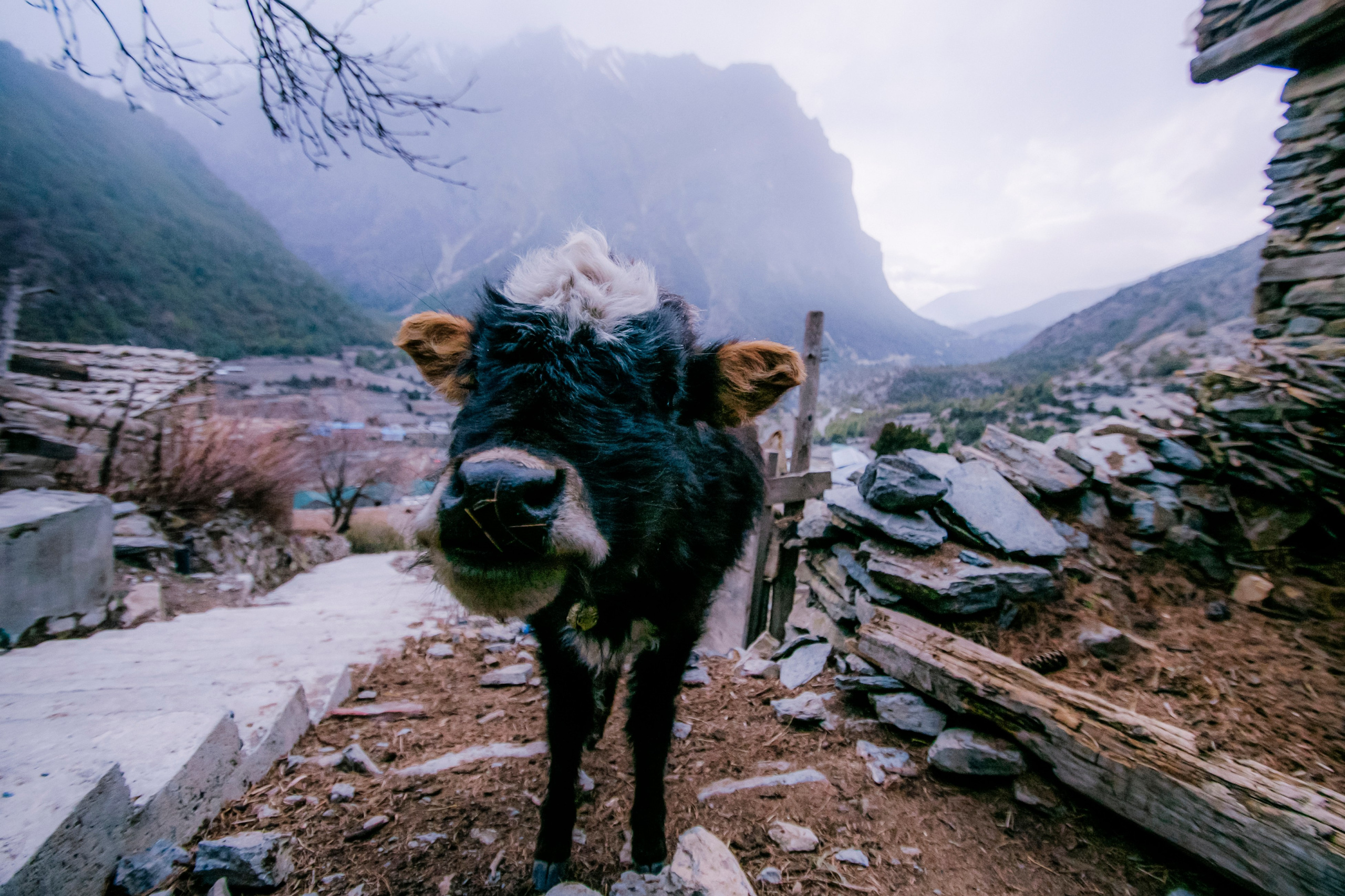 Annapurna trek. Iraogo