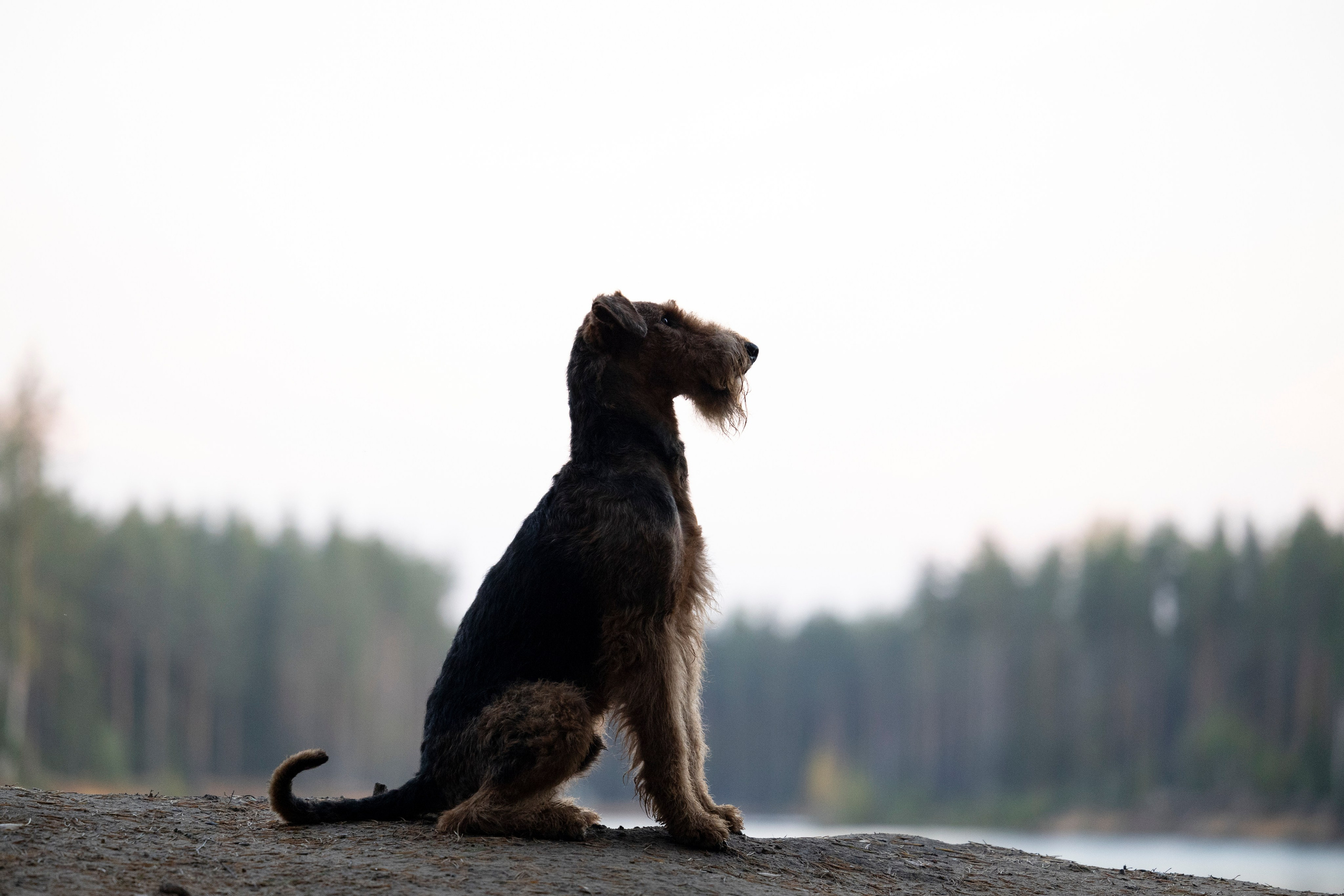 Харди. Фотограф-анималист Анна Маринич