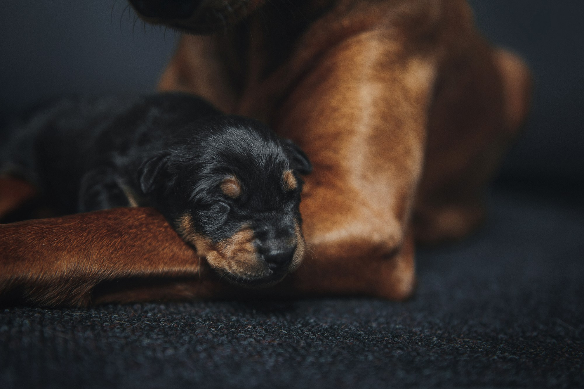 Щенки. Фотограф Анна Тюрина
