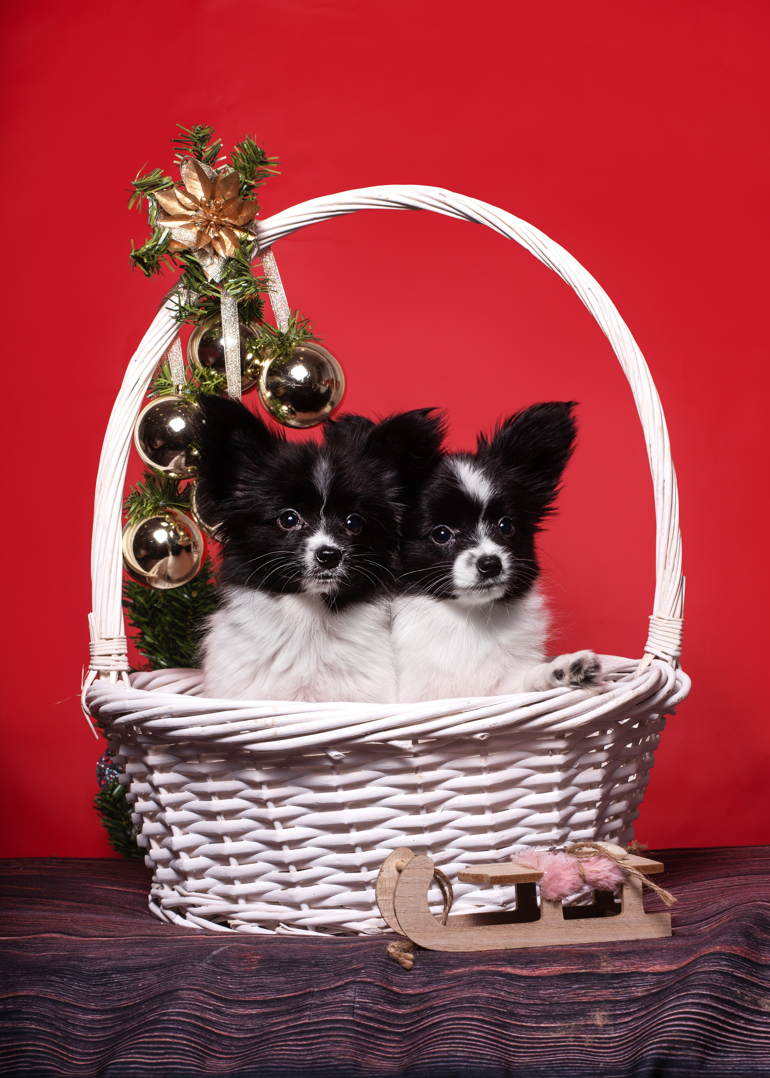 Папильончики. Дог-фотограф в Тюмени Александра Королева