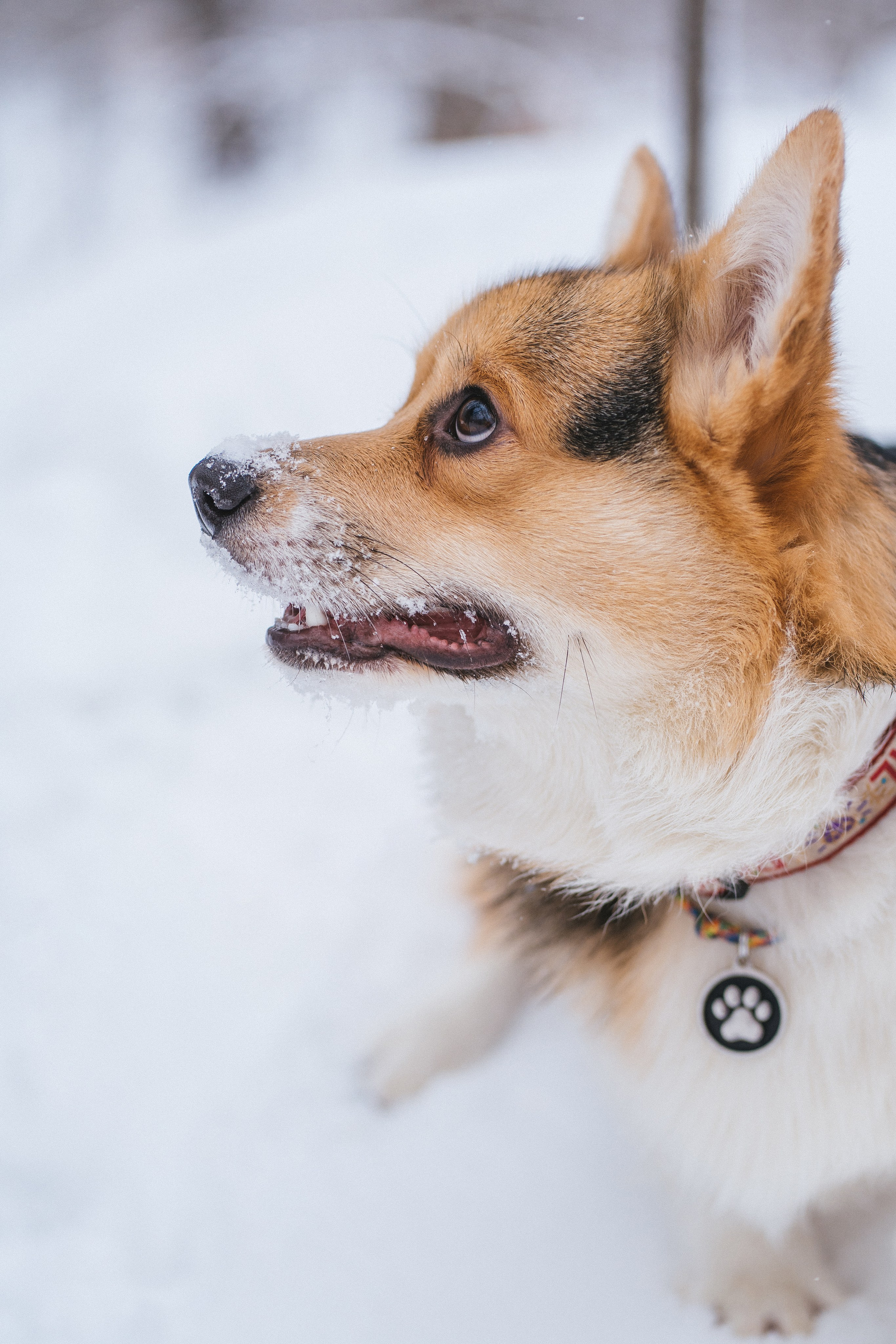 Каспер и Полина. Свадебный фотограф в Москве Анна Полушина