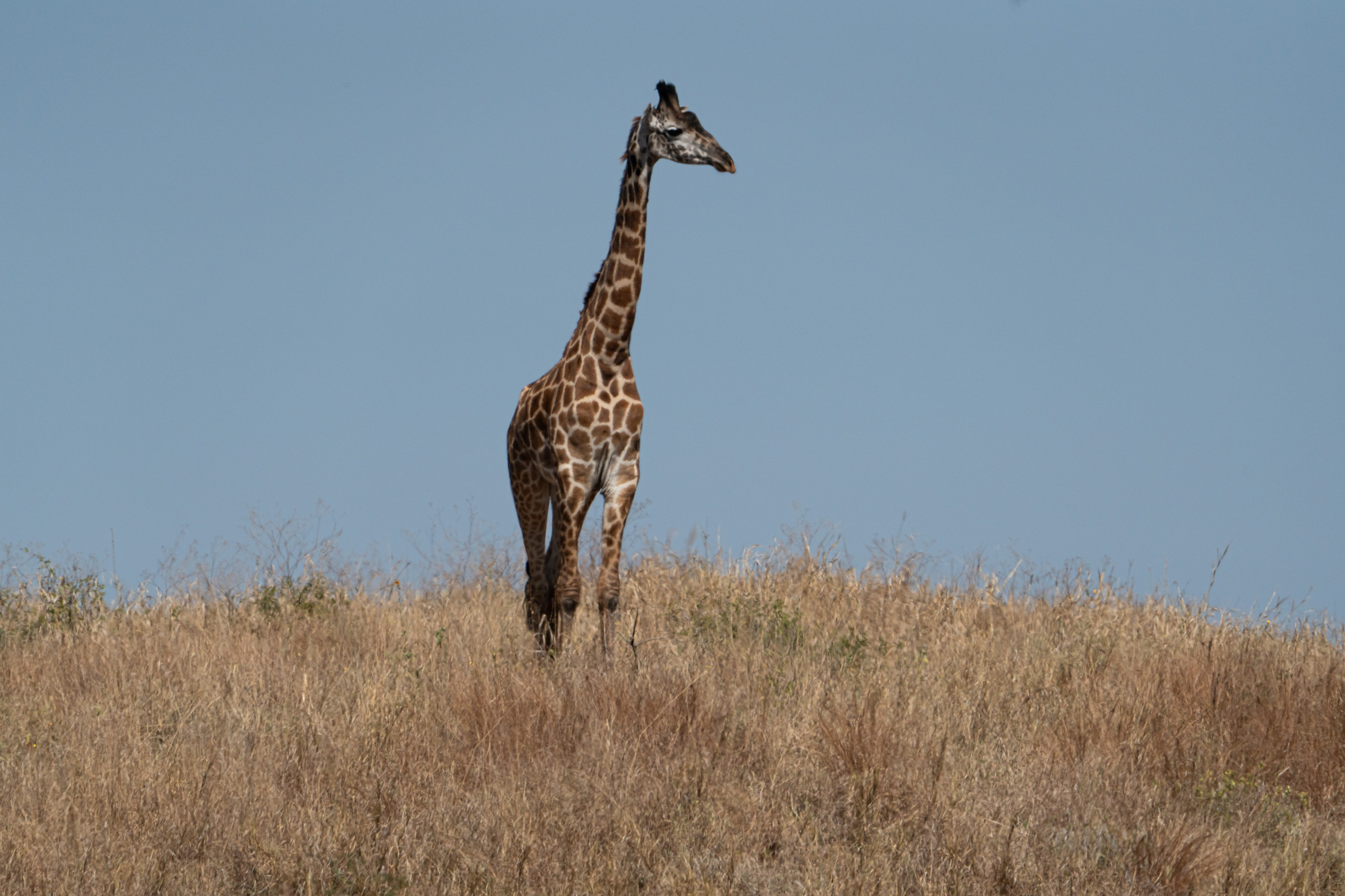 Танзания, сафари, 2025. Творческие сьемки