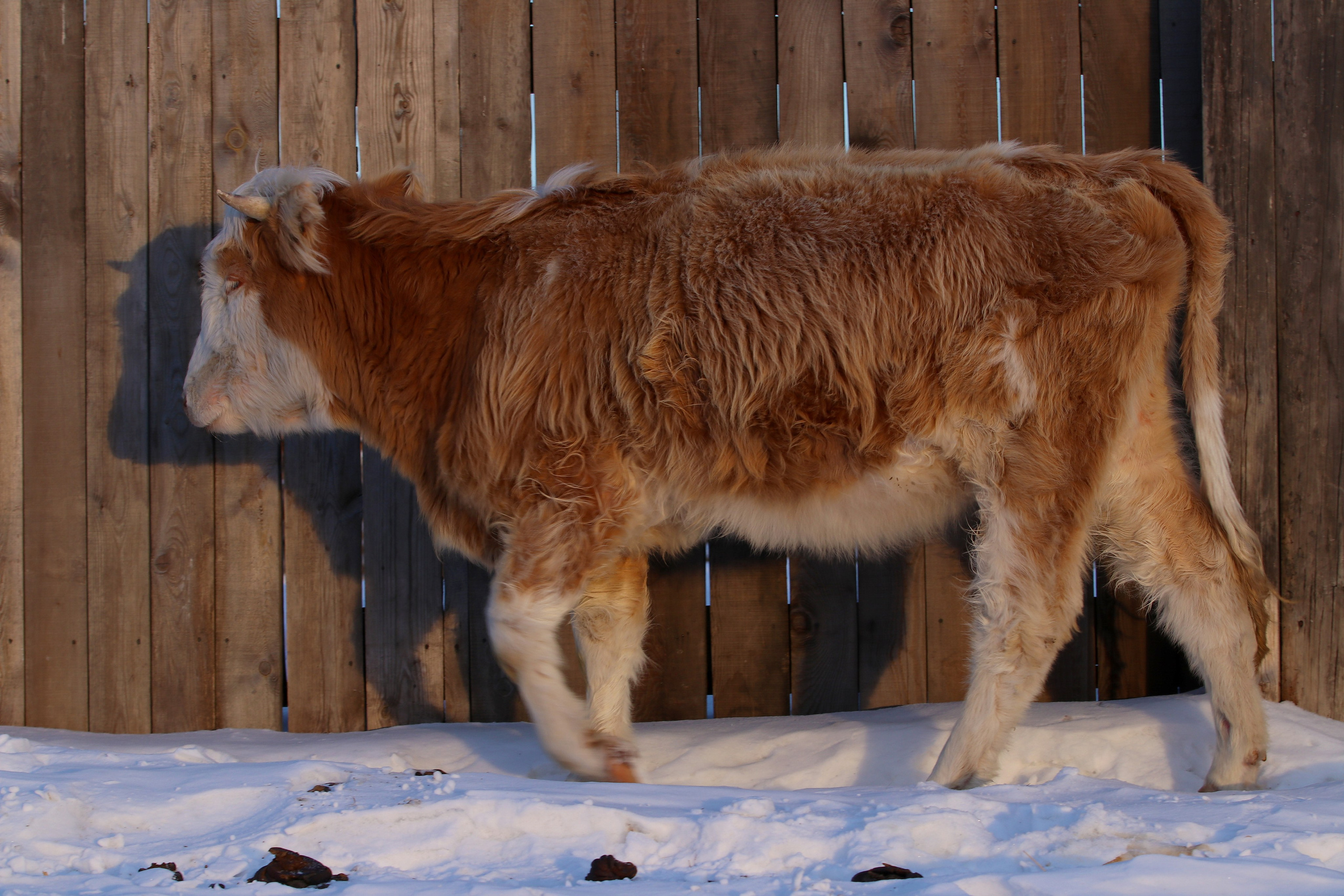 Аршан. Февраль 2025. Путешественник-фотограф из Санкт-Петербурга Татьяна Свистулина