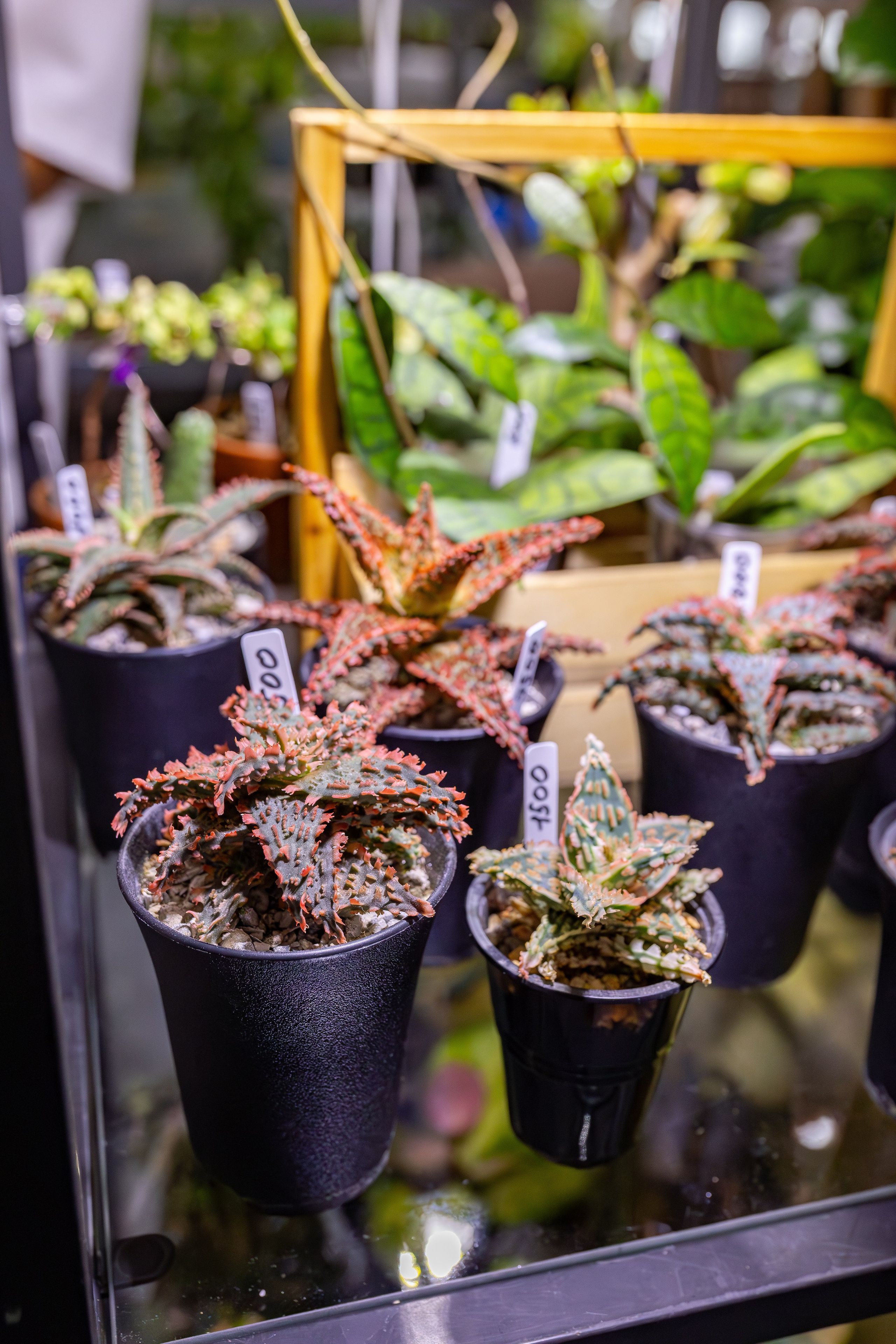 Орхидиум сентябрь 2025. Александра Куликова фотограф, Москва