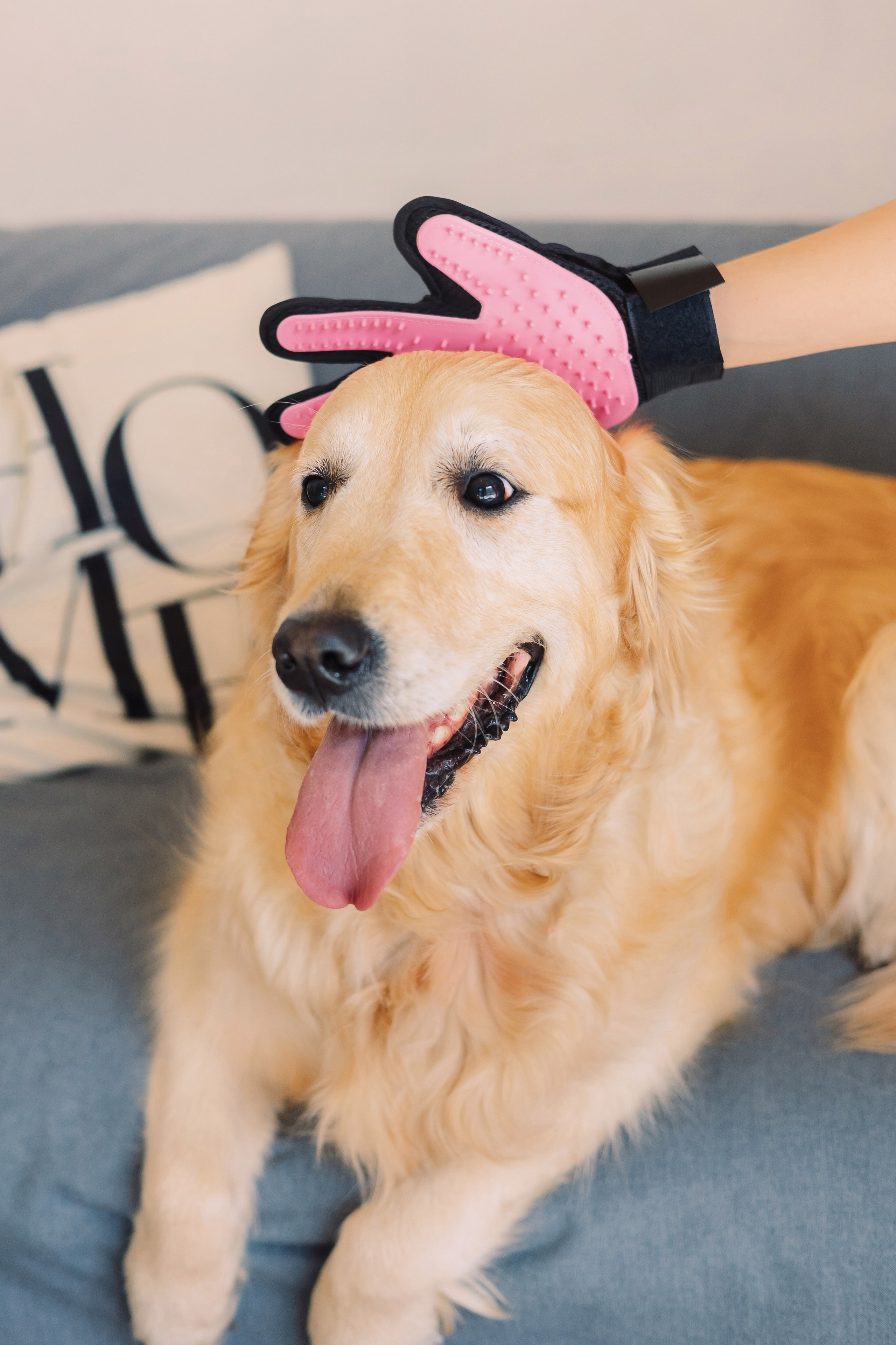 Магазин Friend of mine. Фотограф-анималист Елена Радченко, Москва