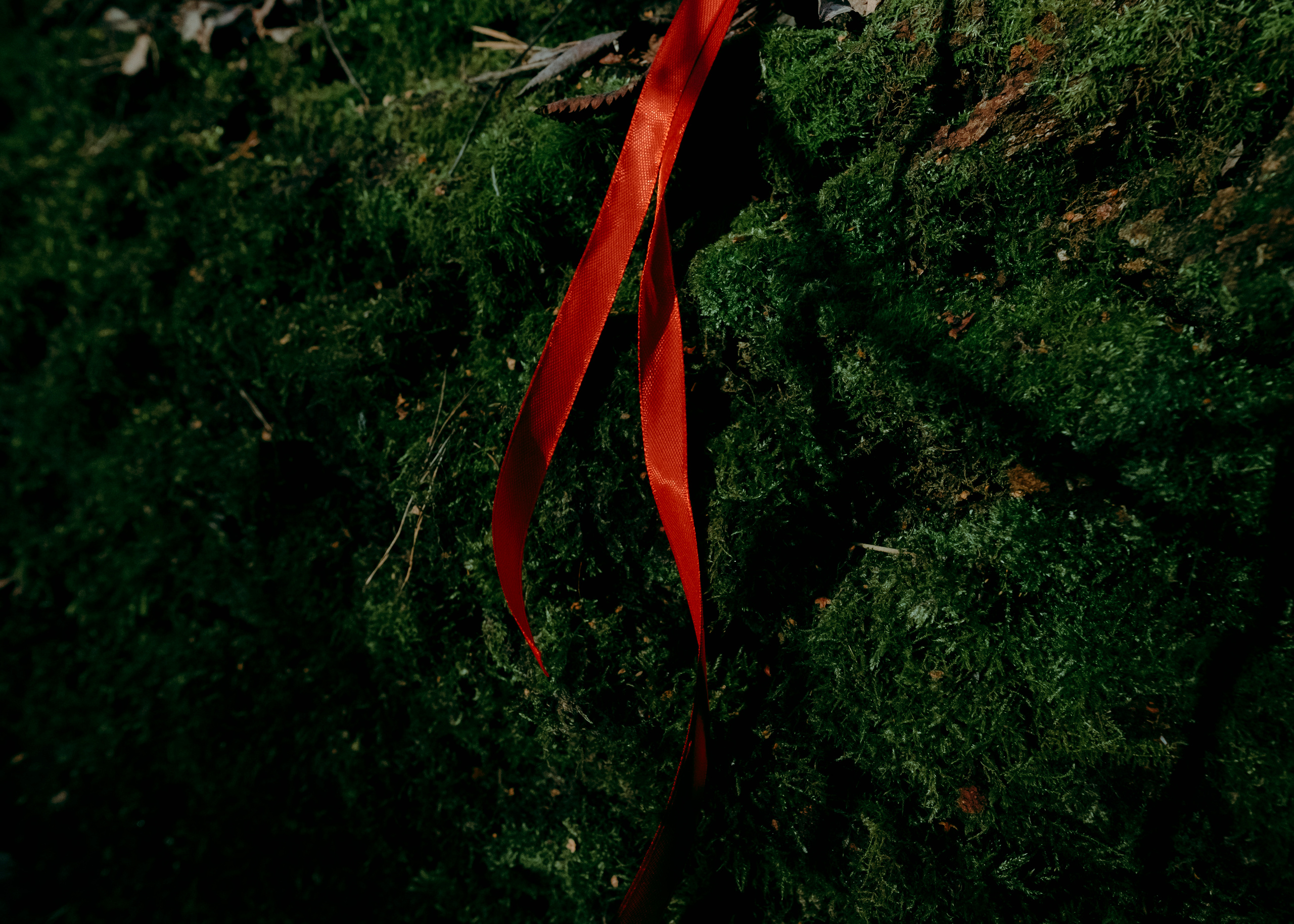 У каждого свой собственный путь (Часть 1). Фотограф (Москва, Мытищи)— Комова Анастасия
