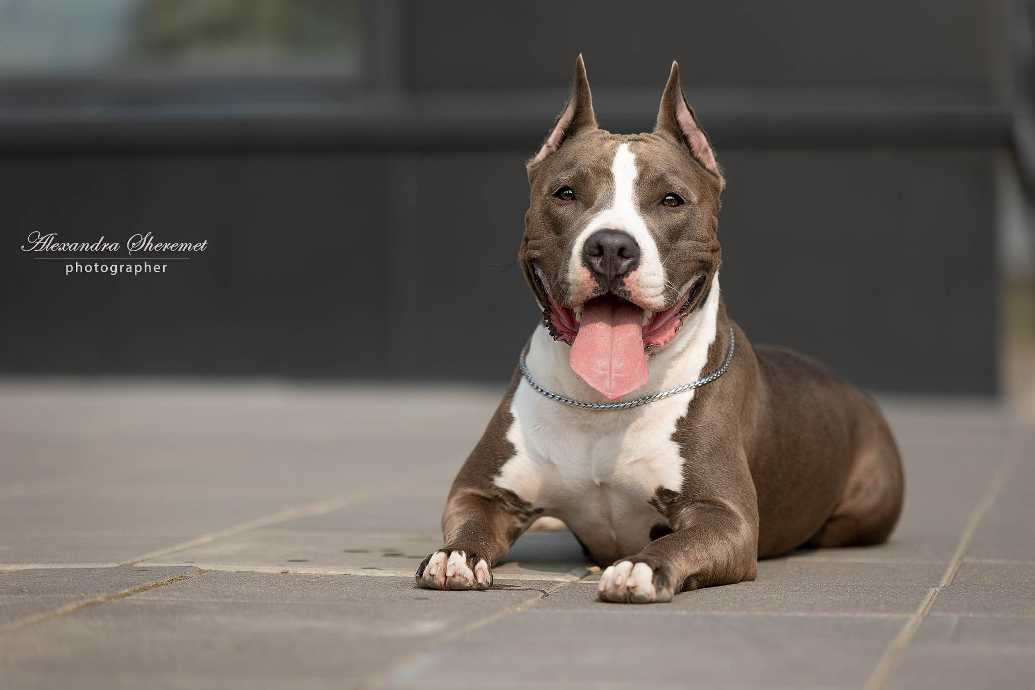 Шерри. Фотограф-анималист Александра Шеремет