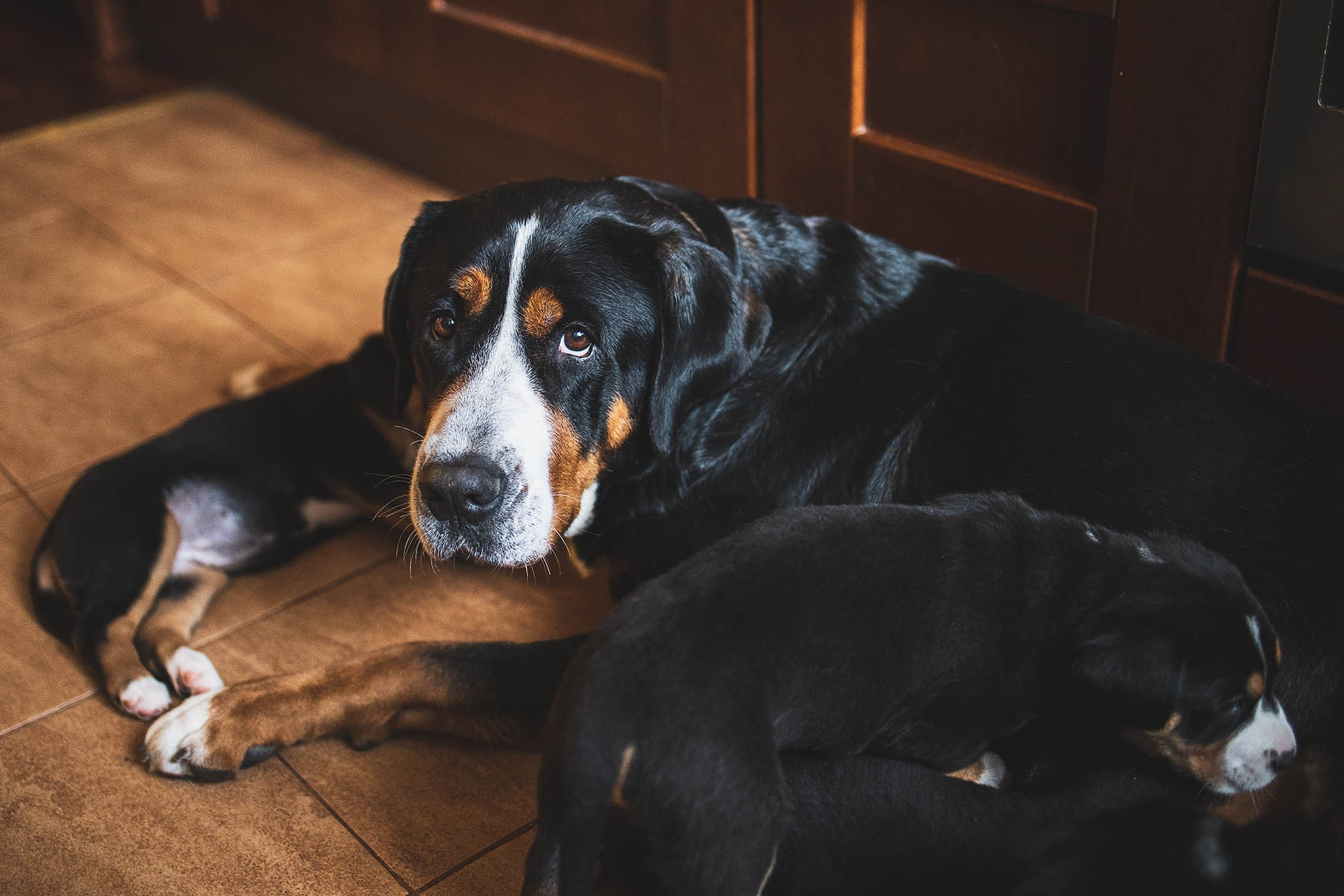 Гроссики. Фотограф-анималист Александра Шеремет