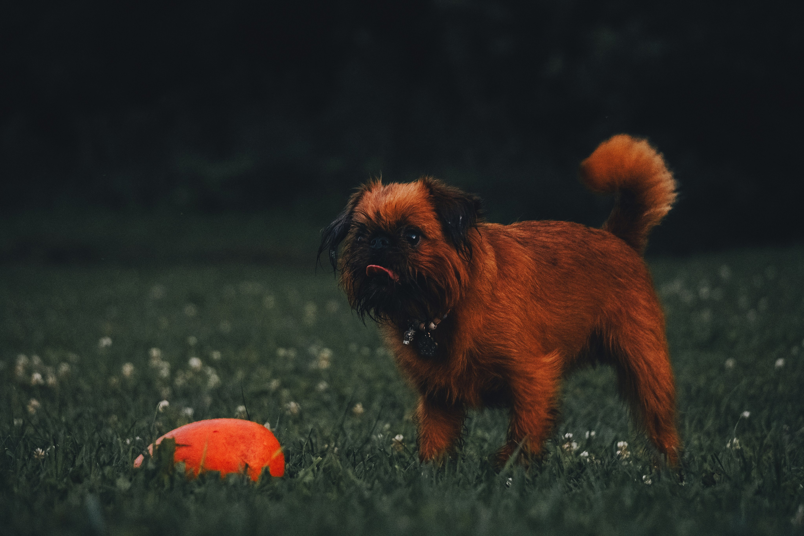 Катя и Яшма. Фотограф-анималист Ксения Воробьева, Москва