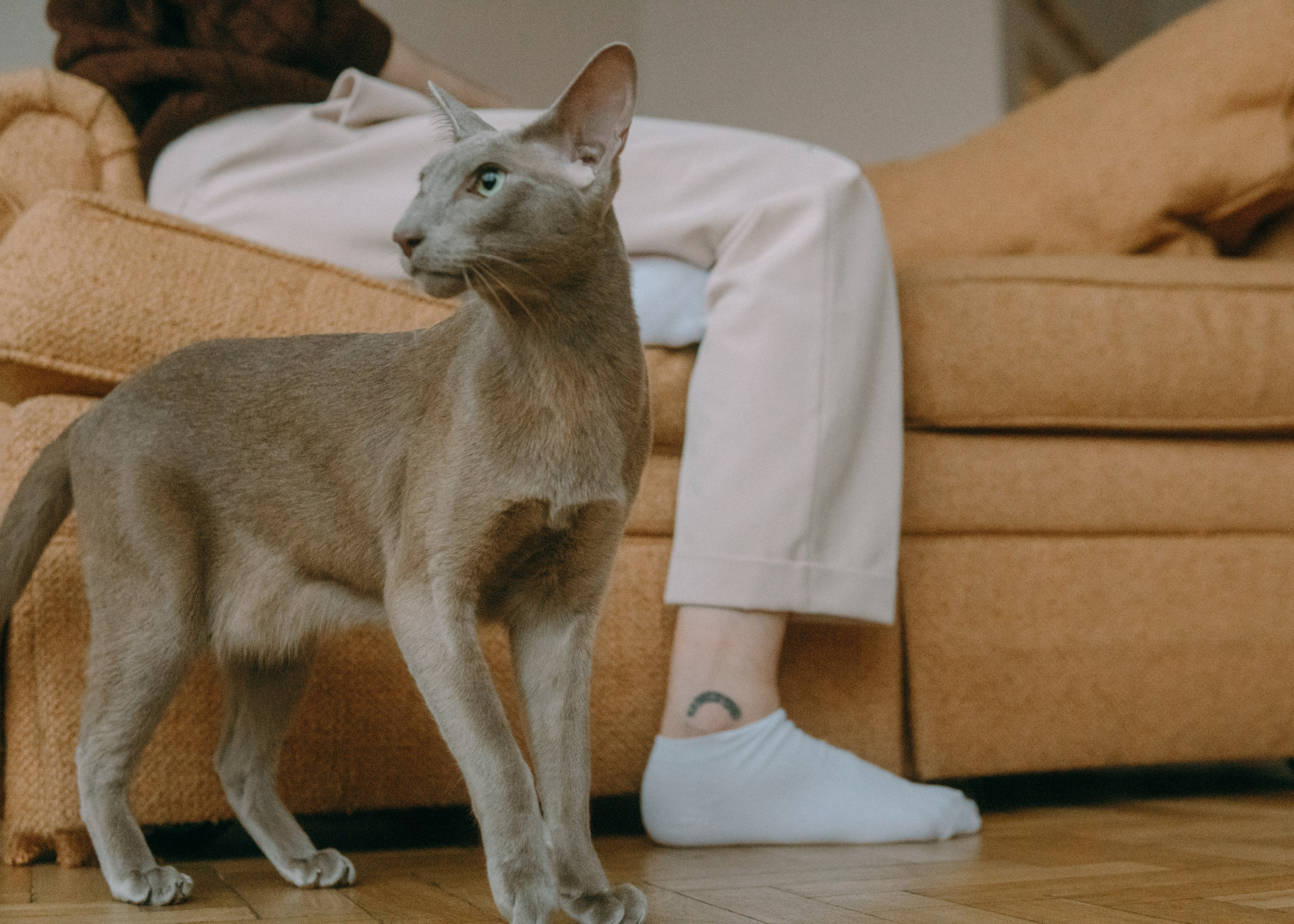 Амина, Булат и Орион. Фотограф-анималист Ксения Воробьева, Москва