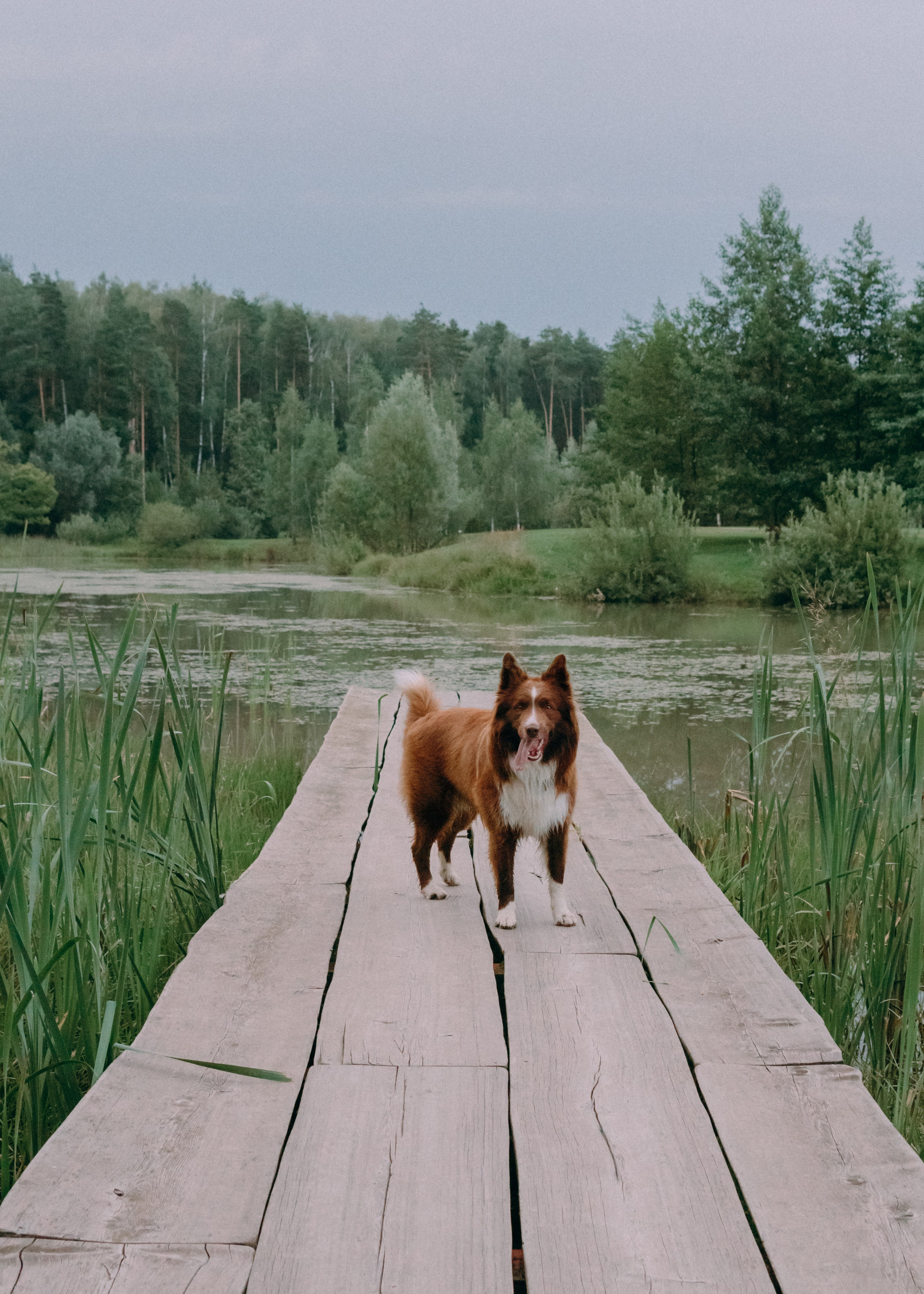 Виолетта, Лила и Питер. Фотограф-анималист Ксения Воробьева, Москва