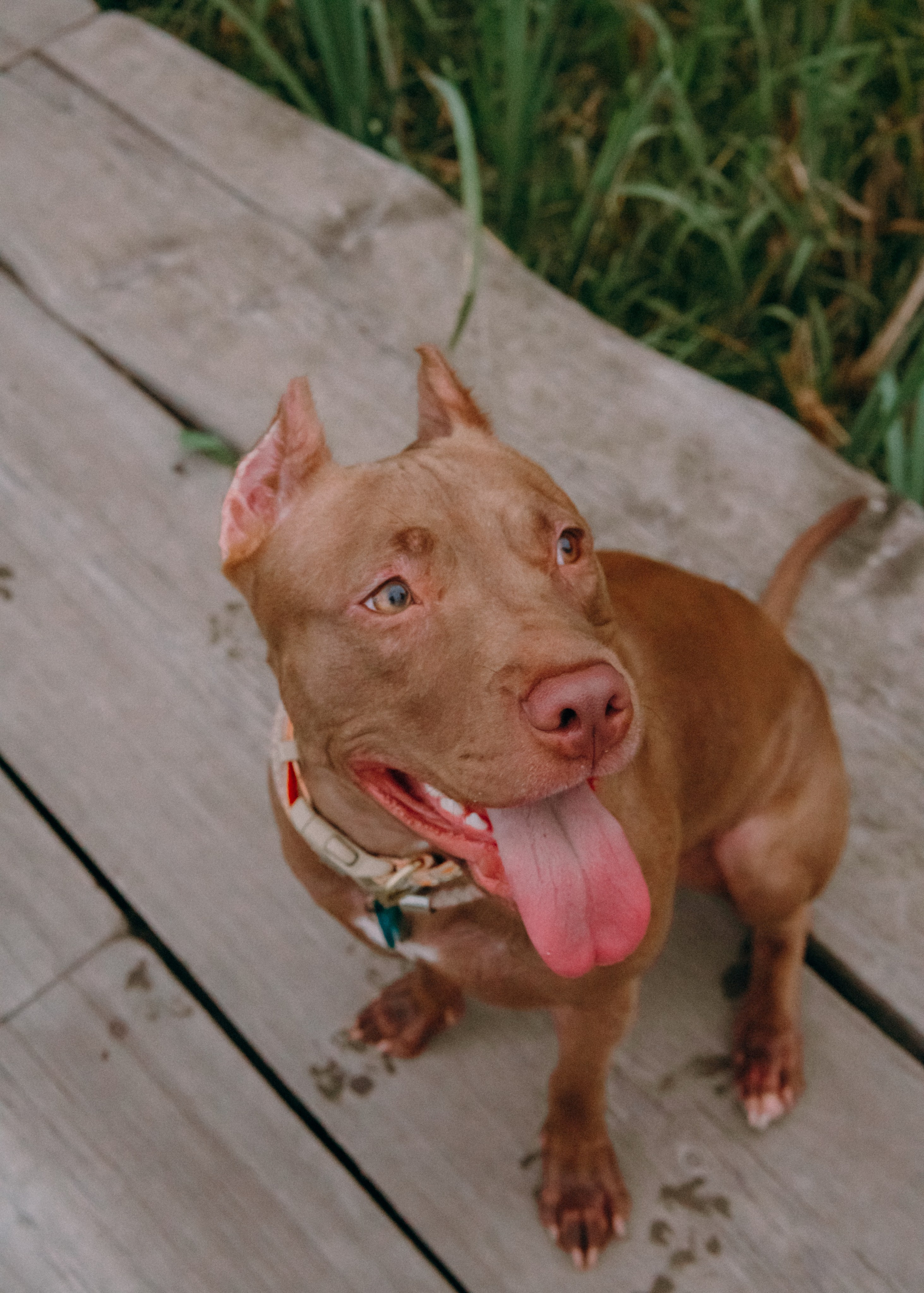 Виолетта, Лила и Питер. Фотограф-анималист Ксения Воробьева, Москва