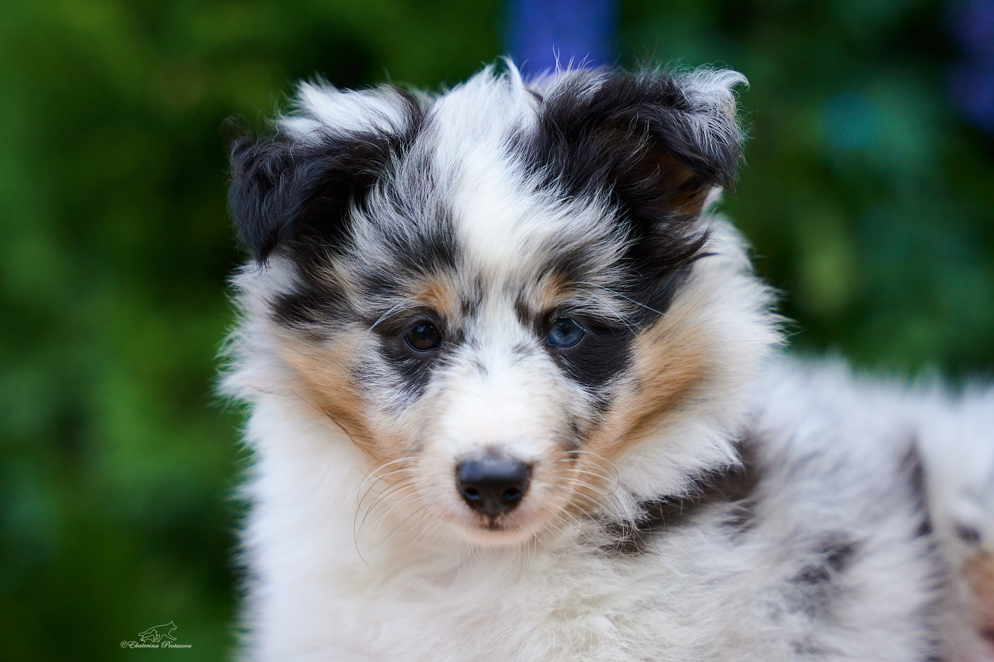Шелтята. Фотограф-анималист в Иркутске