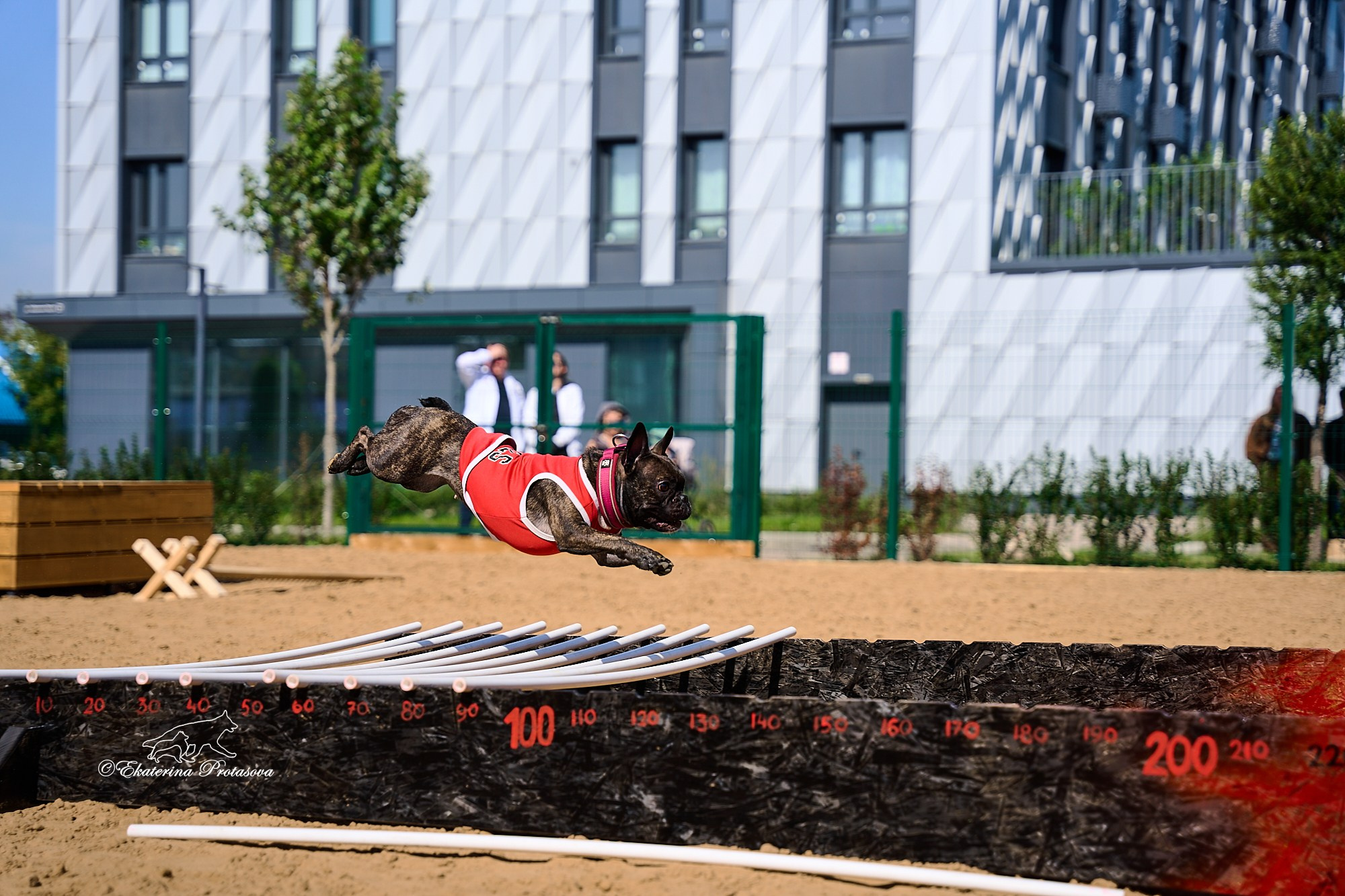 Питстафф многоборье. Фотограф-анималист в Иркутске