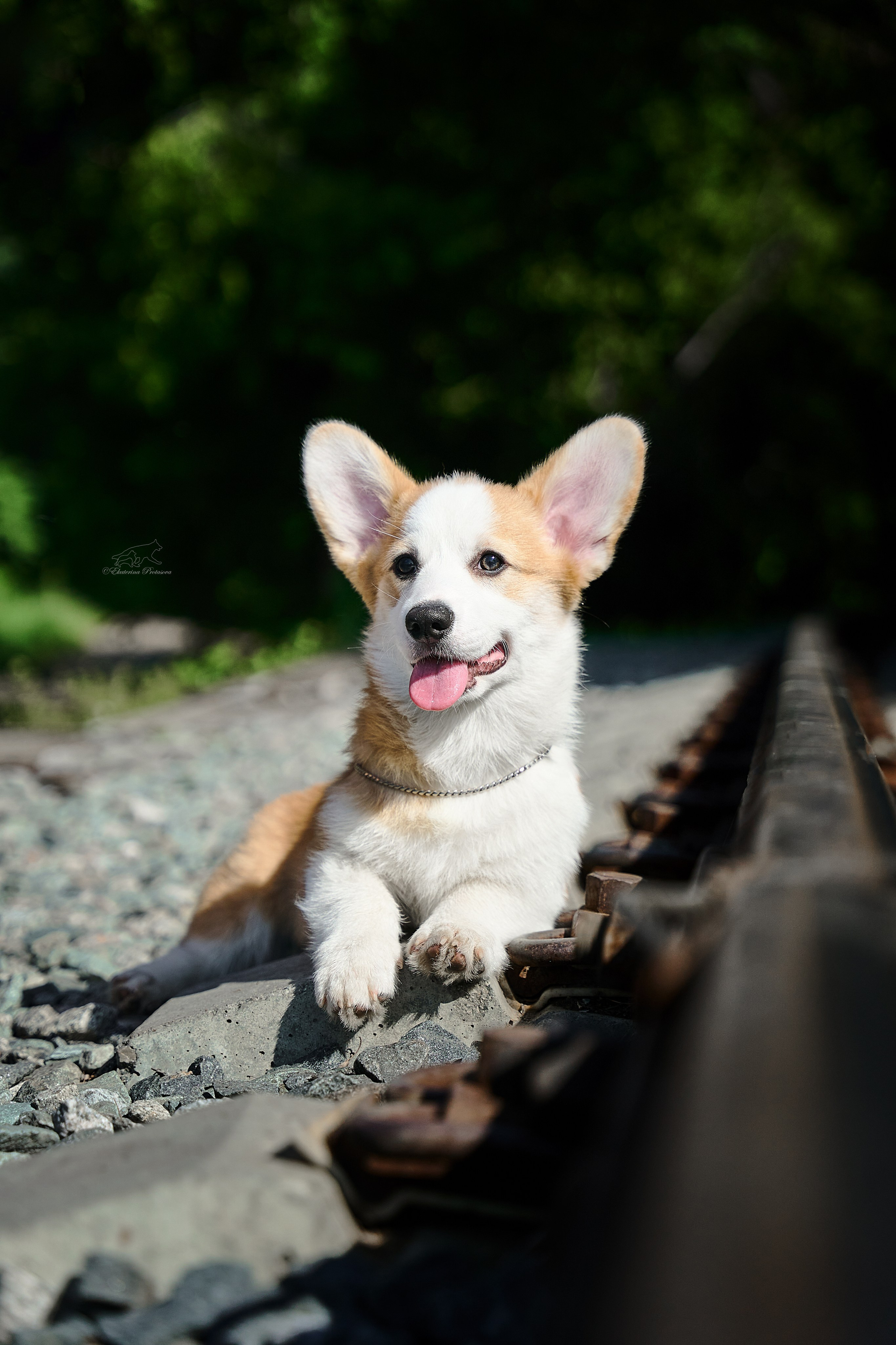 Корги. Фотограф-анималист в Иркутске