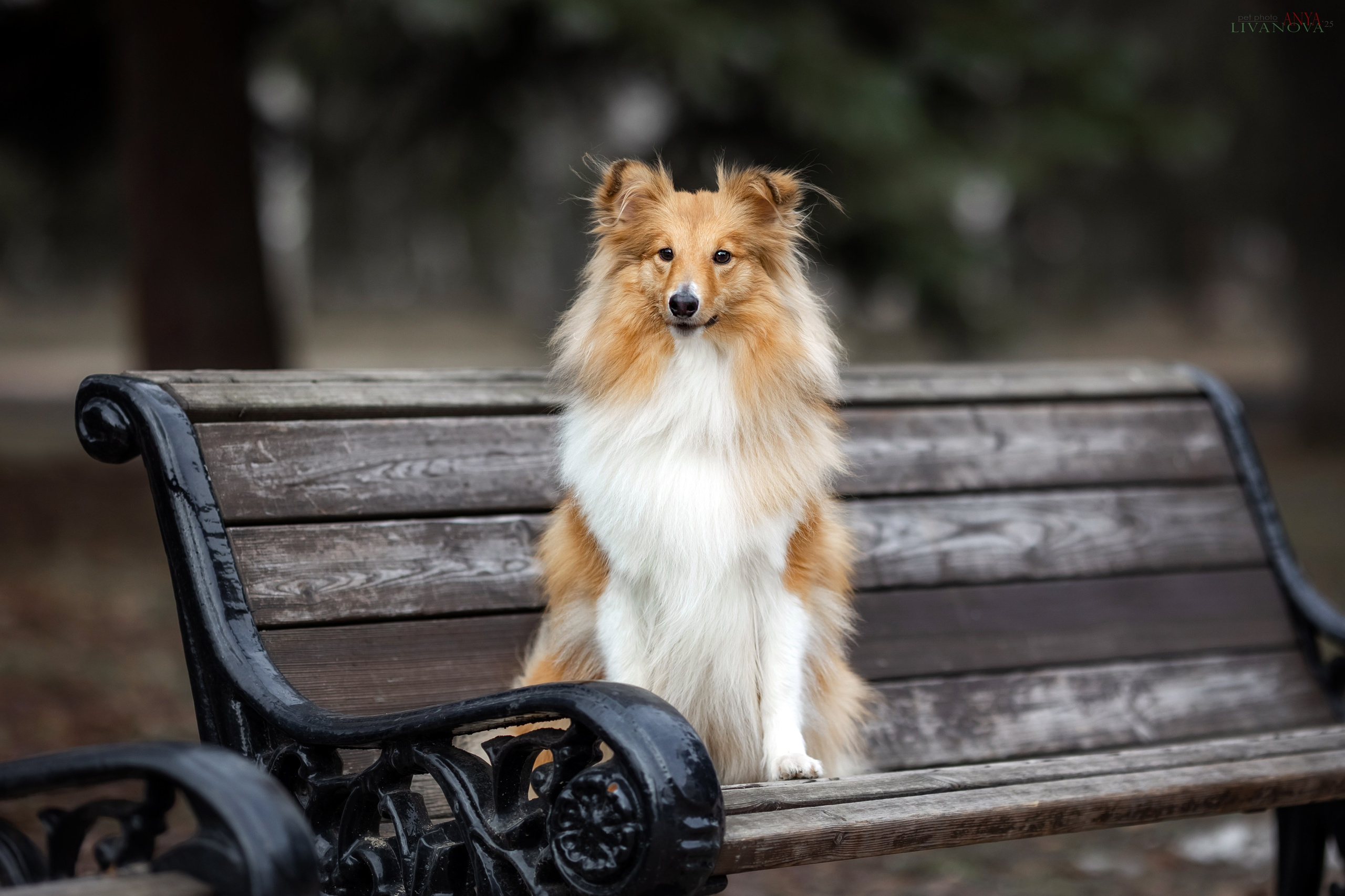 Ника. Фотограф анималист Аня Ливанова | Рыбинск