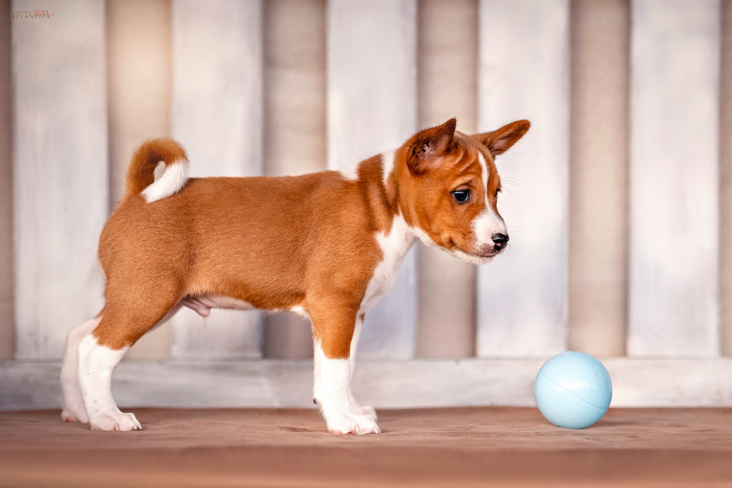 Басенджи. Фотограф анималист Аня Ливанова | Рыбинск