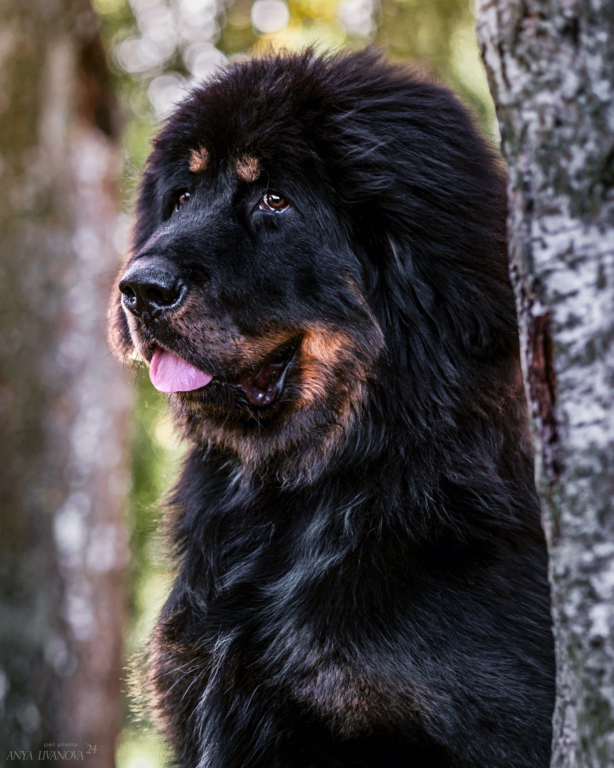 Адмирал. Фотограф анималист Аня Ливанова | Рыбинск